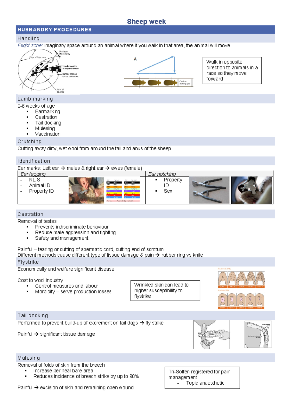 Sheep week - Sheep week HUSBANDRY PROCEDURES Handling Flight zone ...