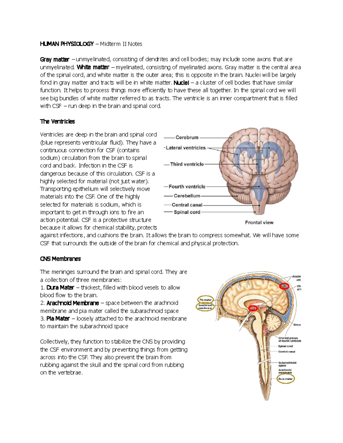 Summary - Human Physiology, Midterm Notes - HUMAN PHYSIOLOGY Midterm II ...