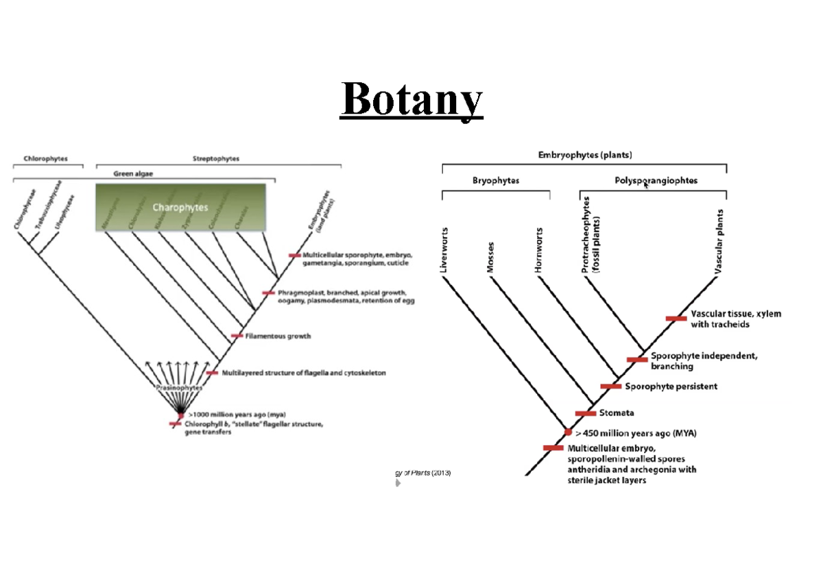 Sparknotes Plant Classification Bryophytes