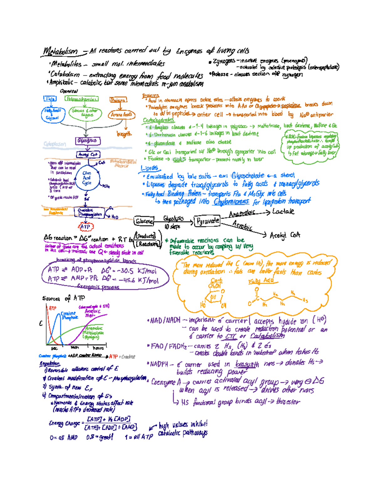 Introduction to Cellular Metabolism - Metabolism All reactions ...