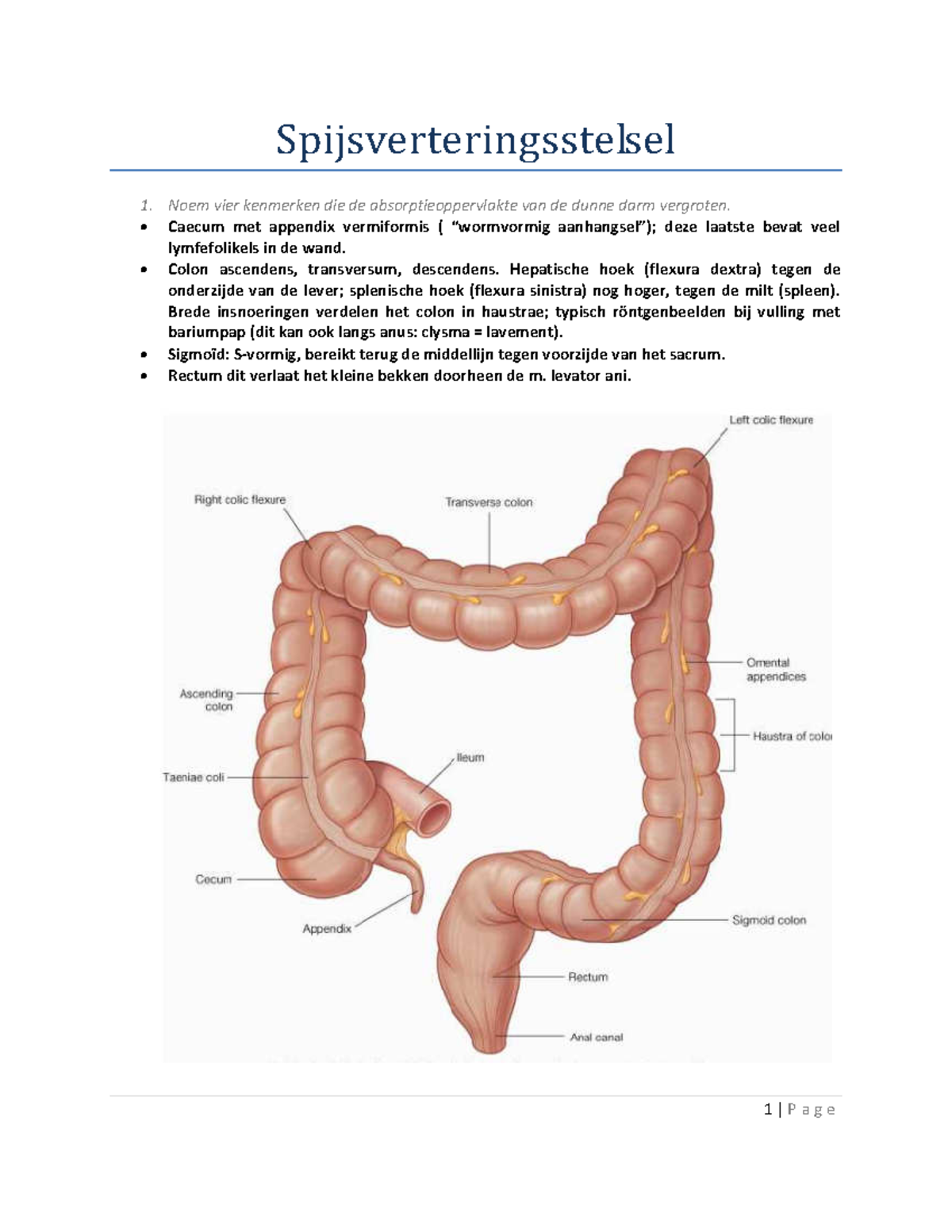 Spijsverteringsstelsel Vragen En Antwoorden Anatomie StudeerSnel