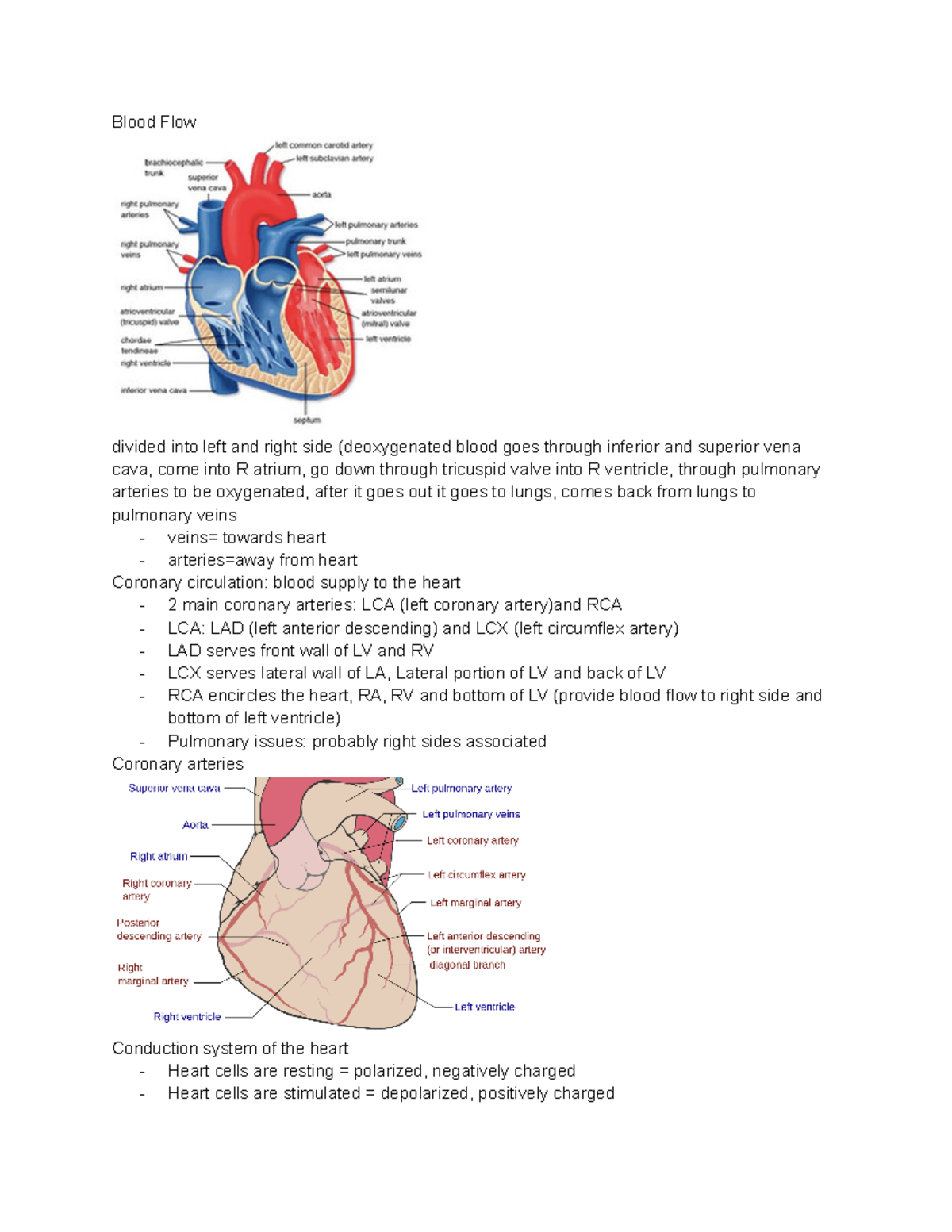 3312 Cardiovascular - renz - Blood Flow divided into left and right ...