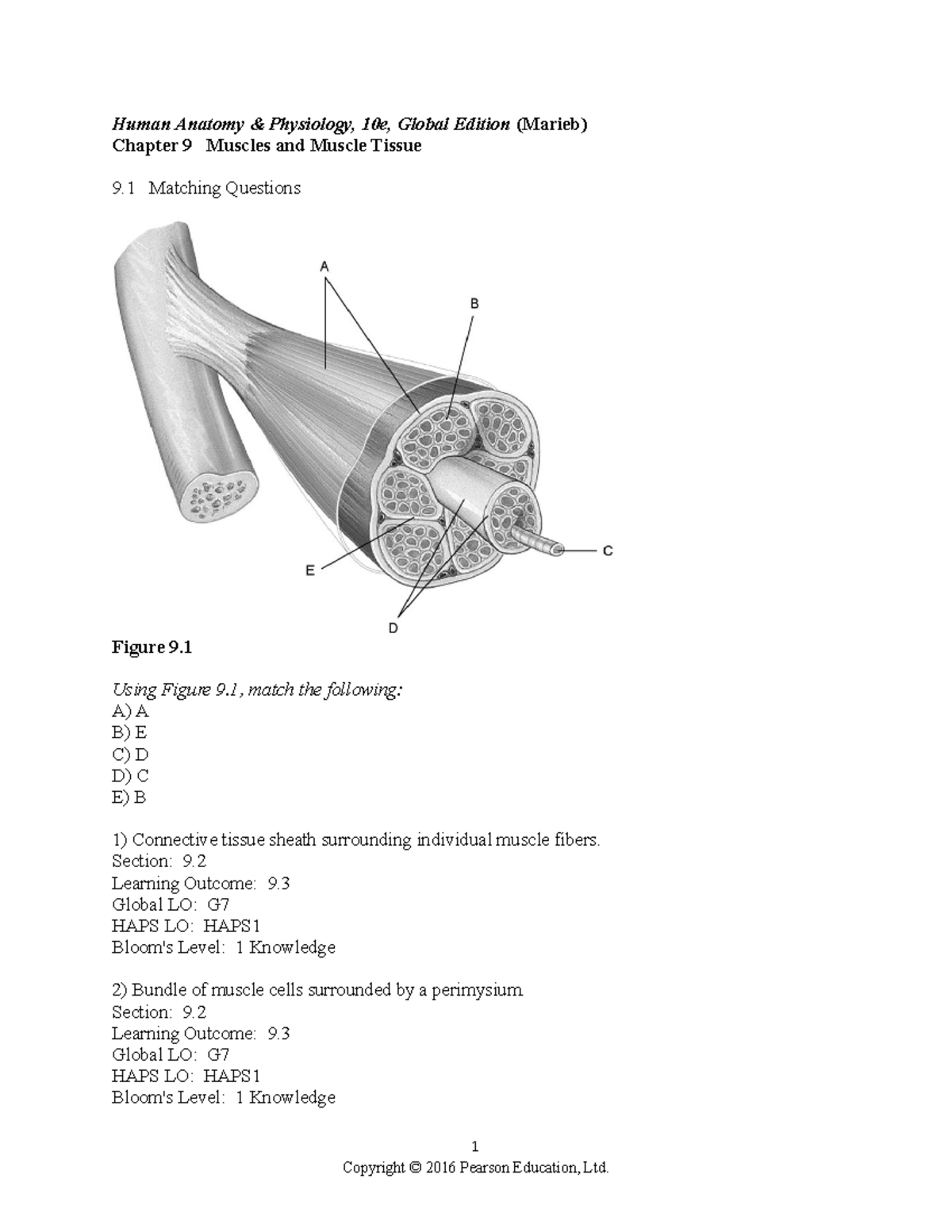 Ch 09 test bank macs class Human Anatomy & Physiology, 10e, Global
