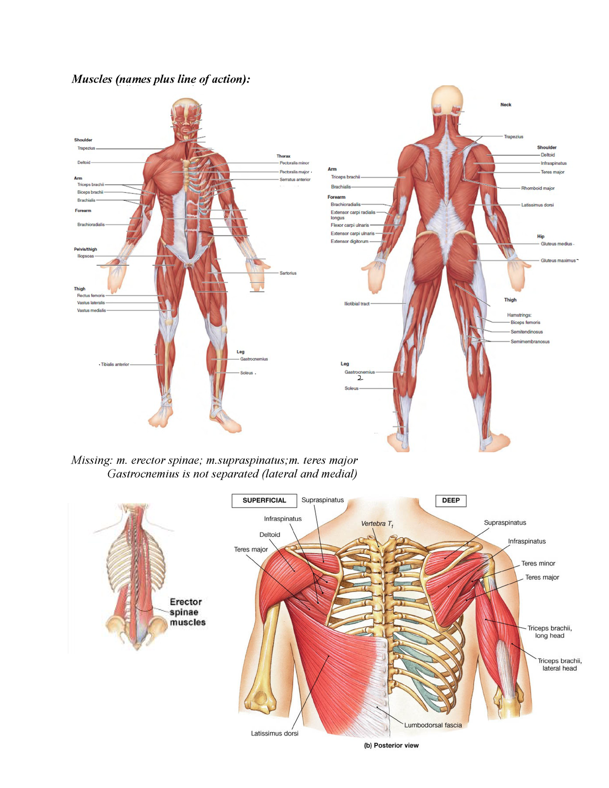 Structure list macroscopic anatomy bone and muscle location and action ...