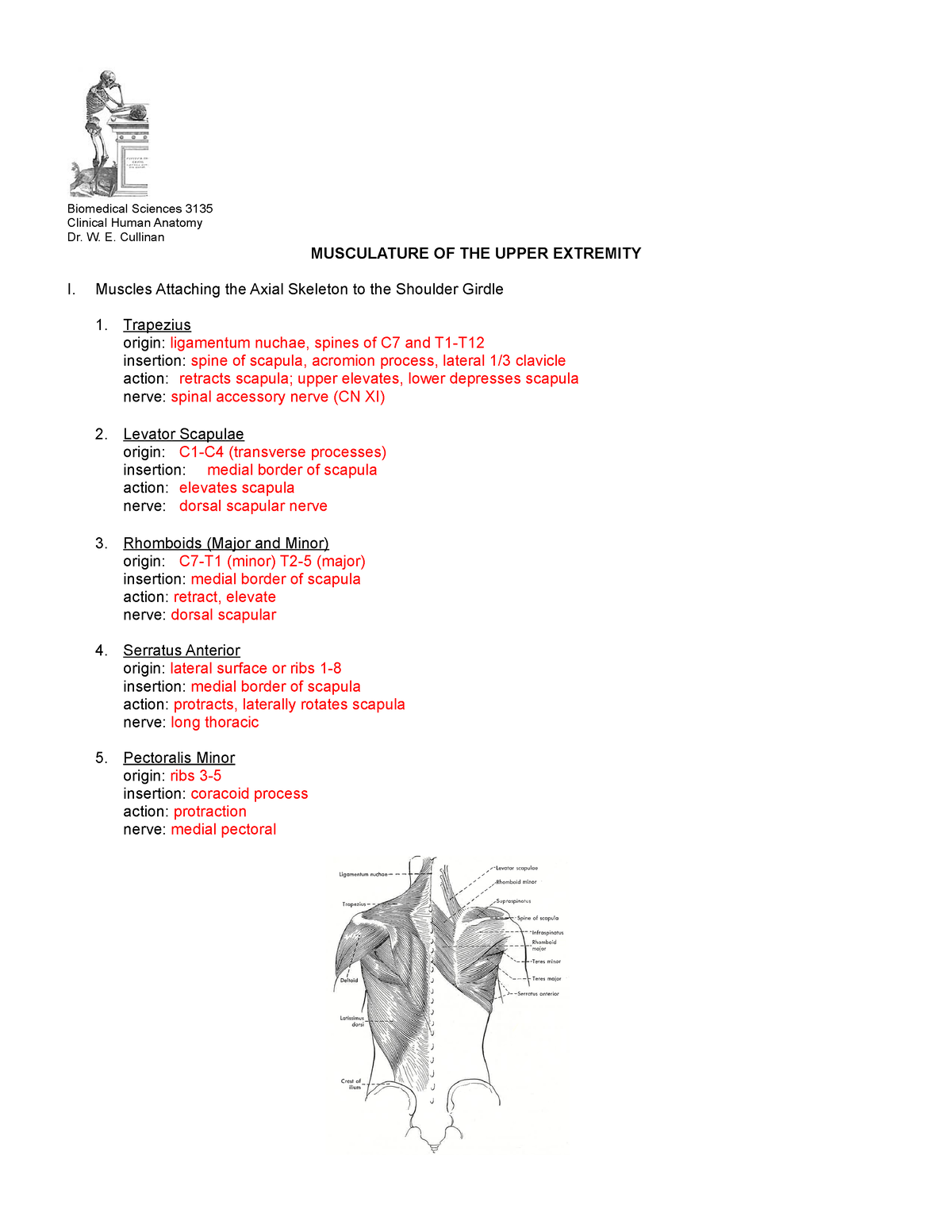 L7.UE Muscles - Biomedical Sciences 3135 Clinical Human Anatomy Dr. W ...