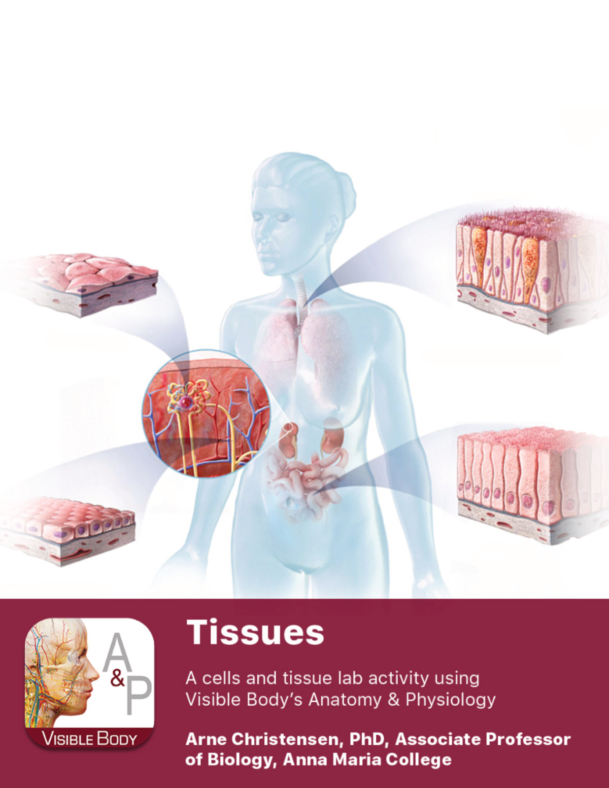 Anatomy lab manual tissues a+p PRELAB EXERCISES Open the A&P app