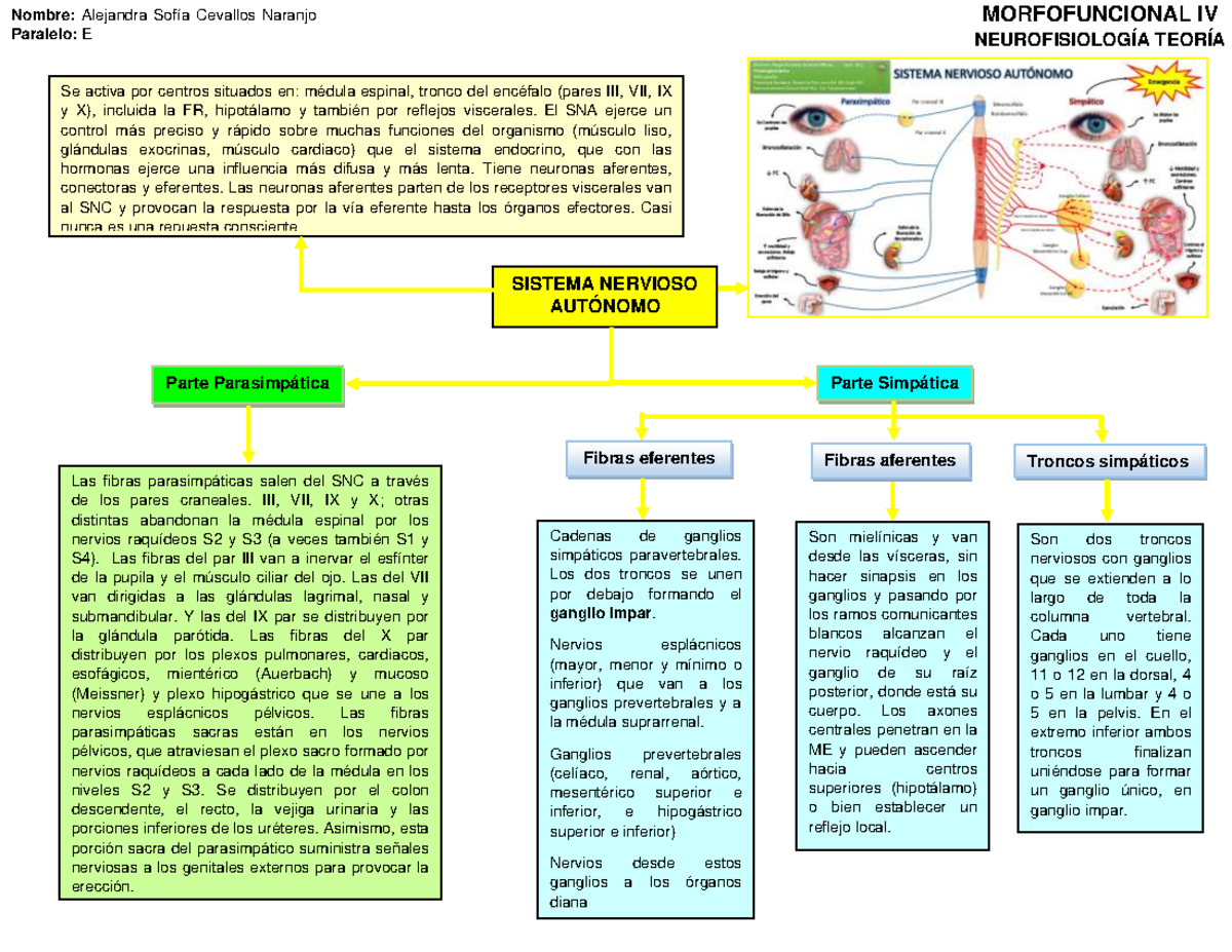 Sistema Nervioso Autónomo - MORFOFUNCIONAL IV Nombre: Alejandra ...