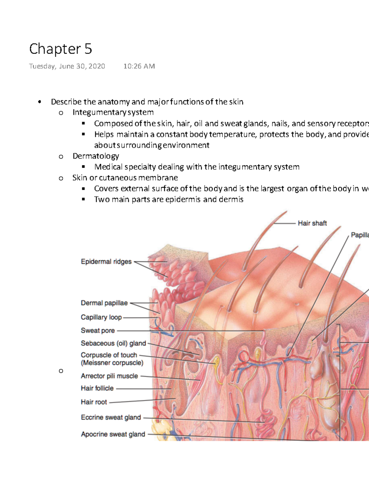 chapter-5-describe-the-anatomy-and-major-functions-of-the-skin