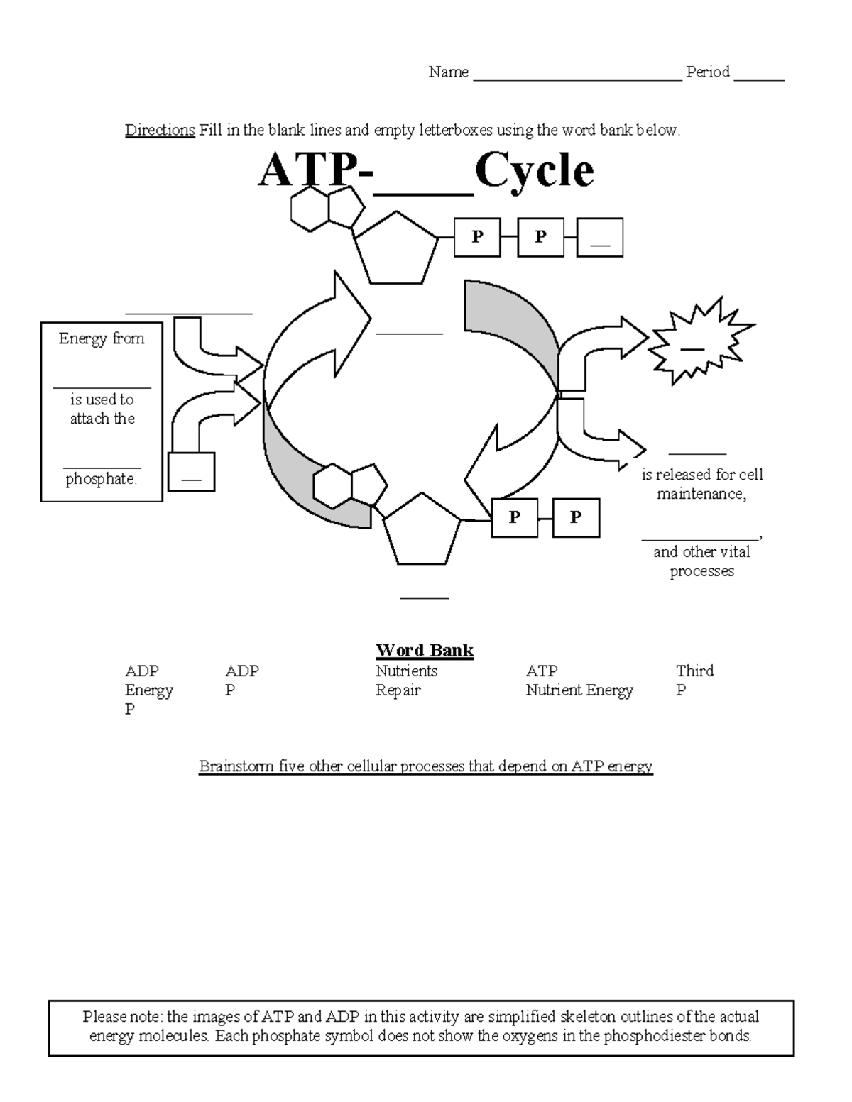 ATP Cycle - notes - Directions Fill in the blank lines and empty  letterboxes using the word bank - Studocu