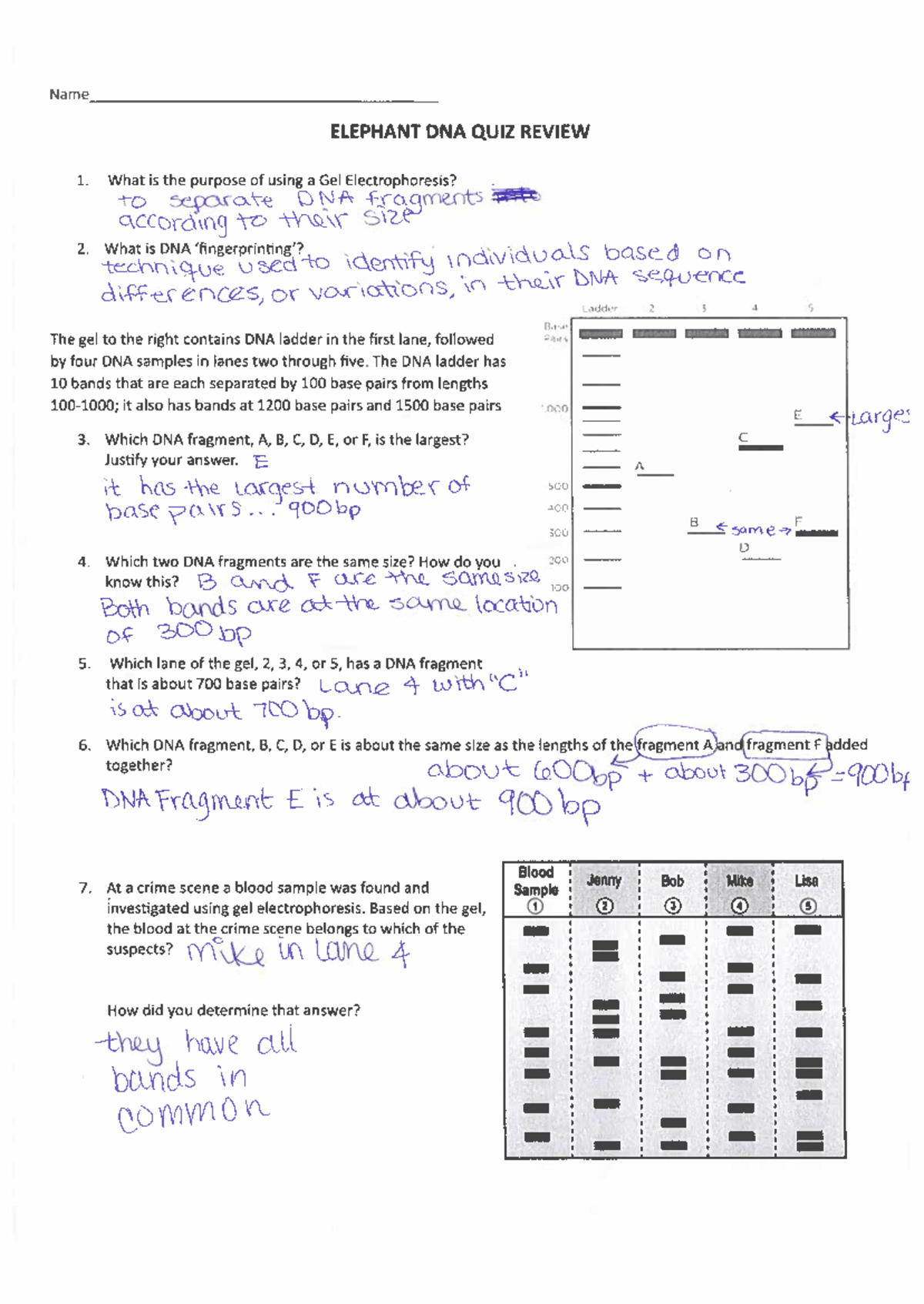 Elephant dna review key - Name ELEPHANT DNA QUIZ REVIEW 1. What is the ...