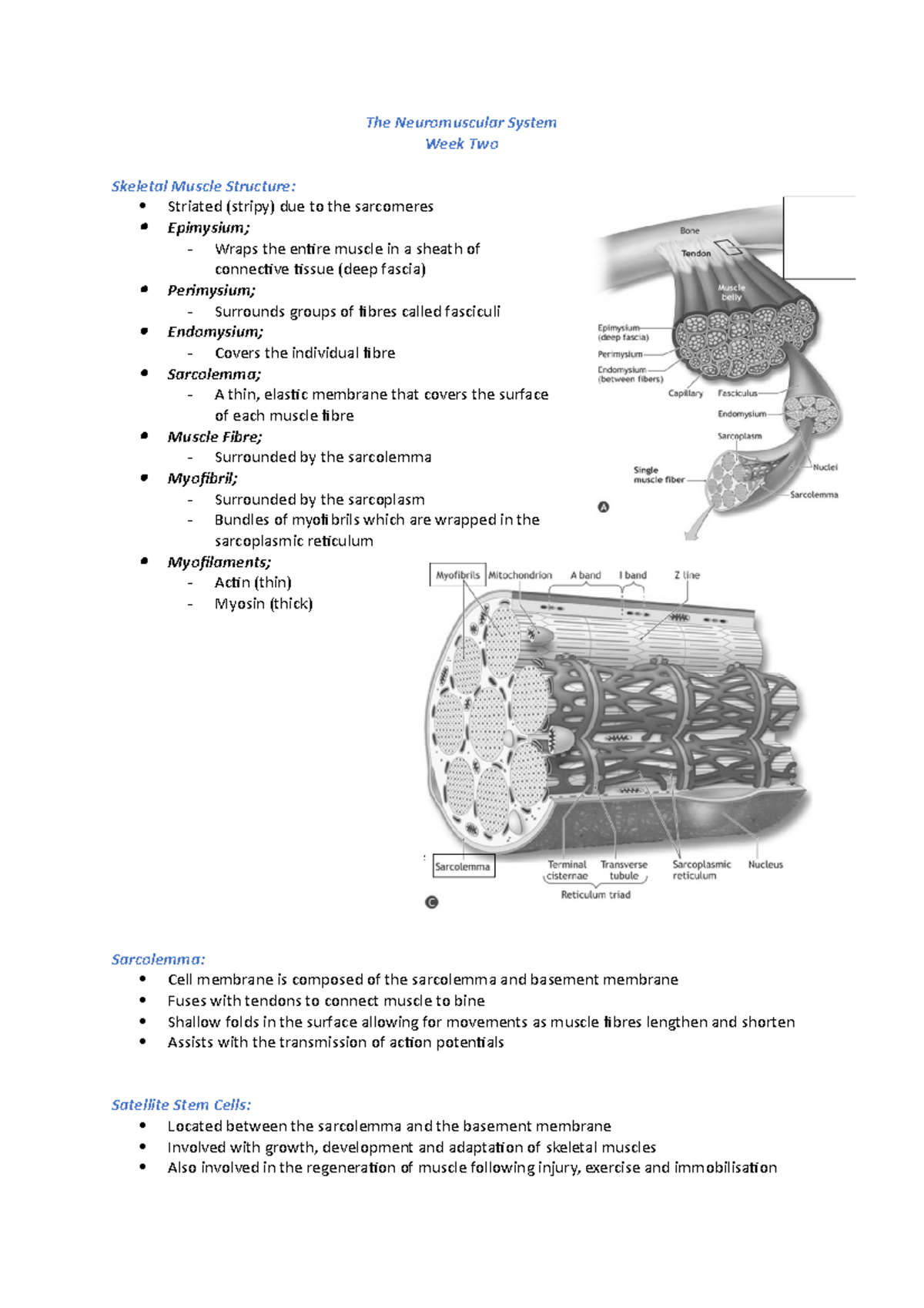 The Neuromuscular System WK2 - The Neuromuscular System Week Two ...