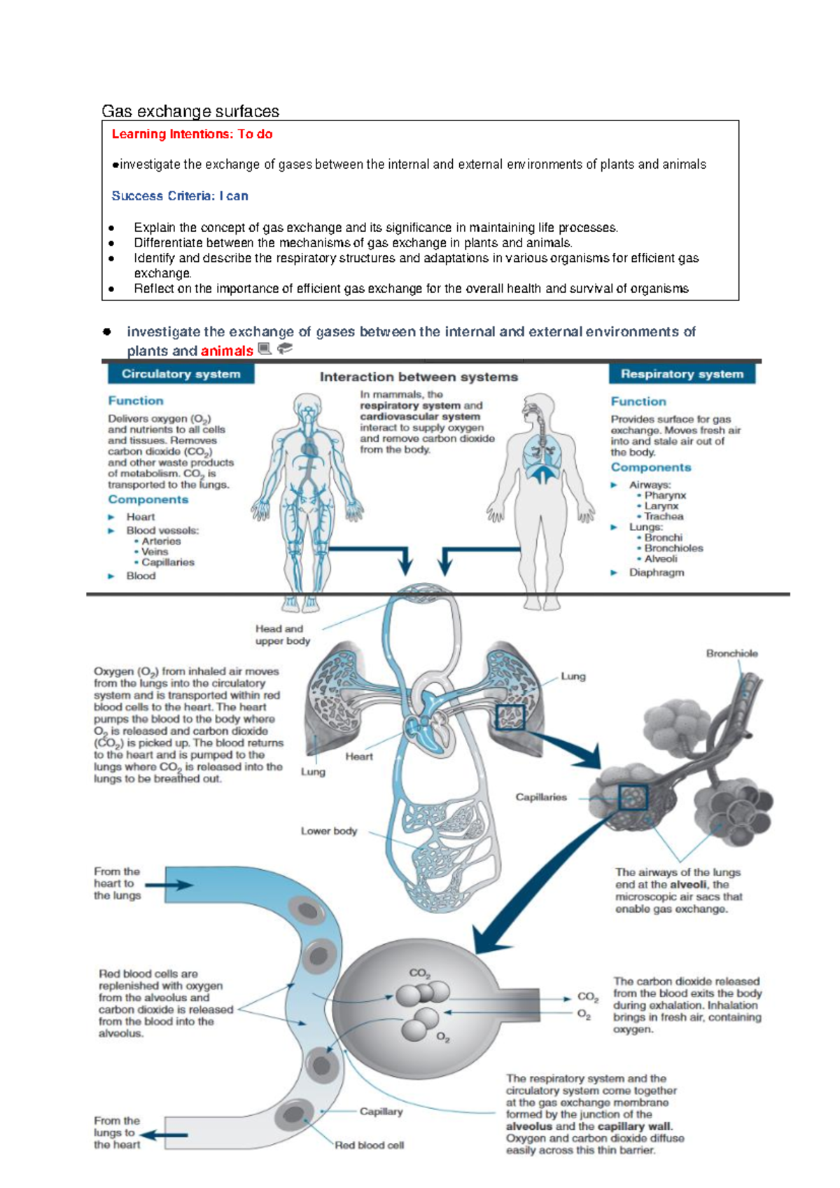 Lesson 2 Gas exchange surfaces - Gas exchange surfaces investigate the ...