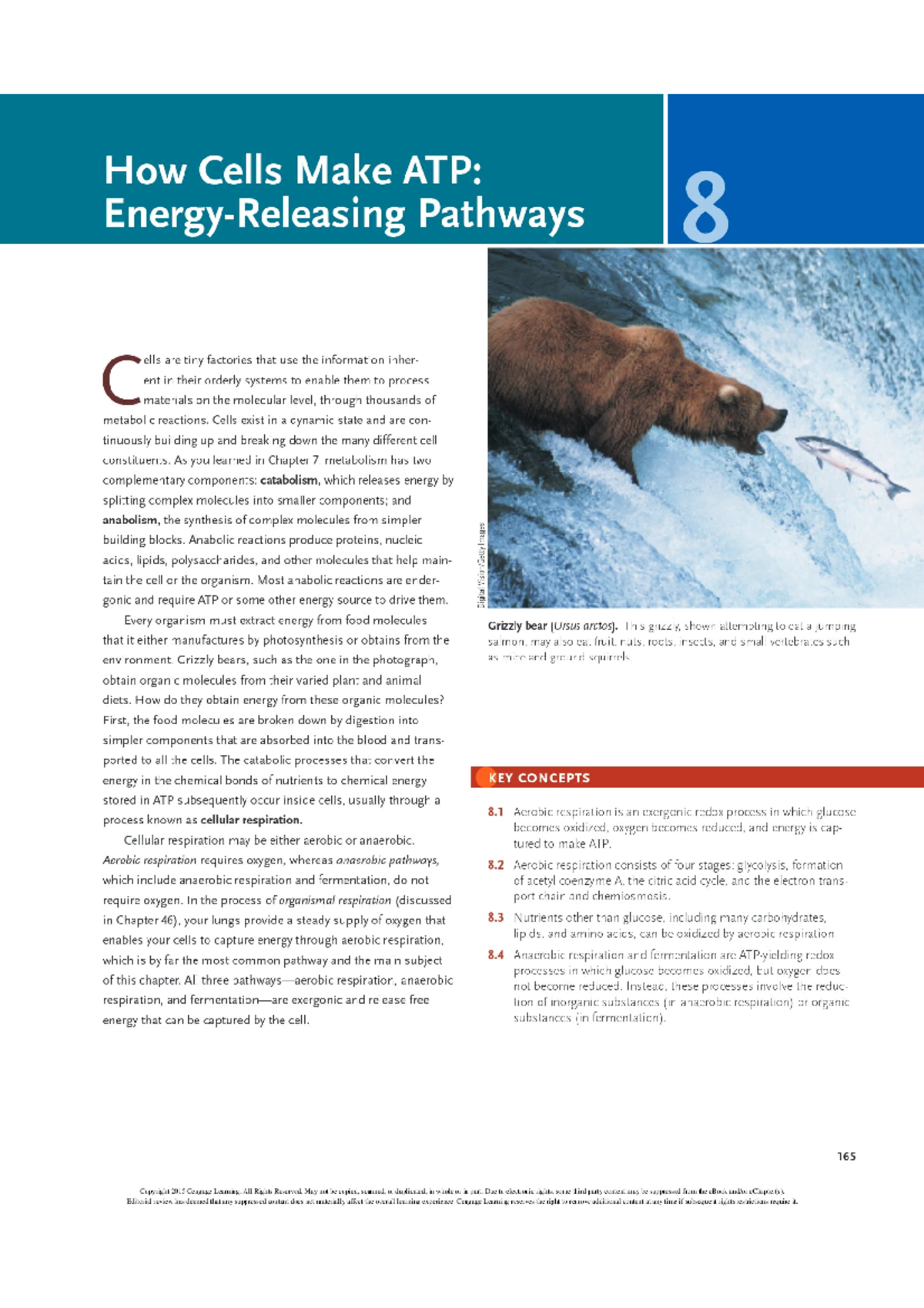 How Cells Make ATP nothing Biology Studocu