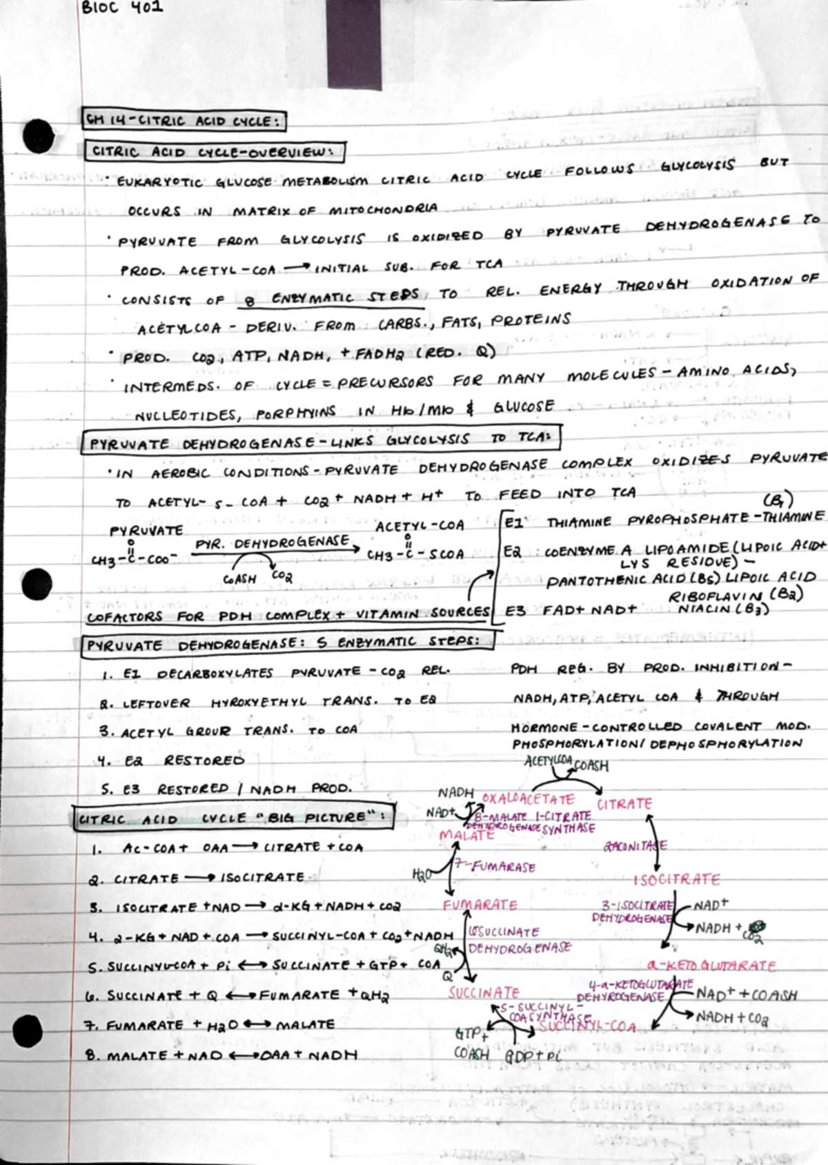 UNL BIOC 401 CH 14 Notes - BIOC 401 - Studocu
