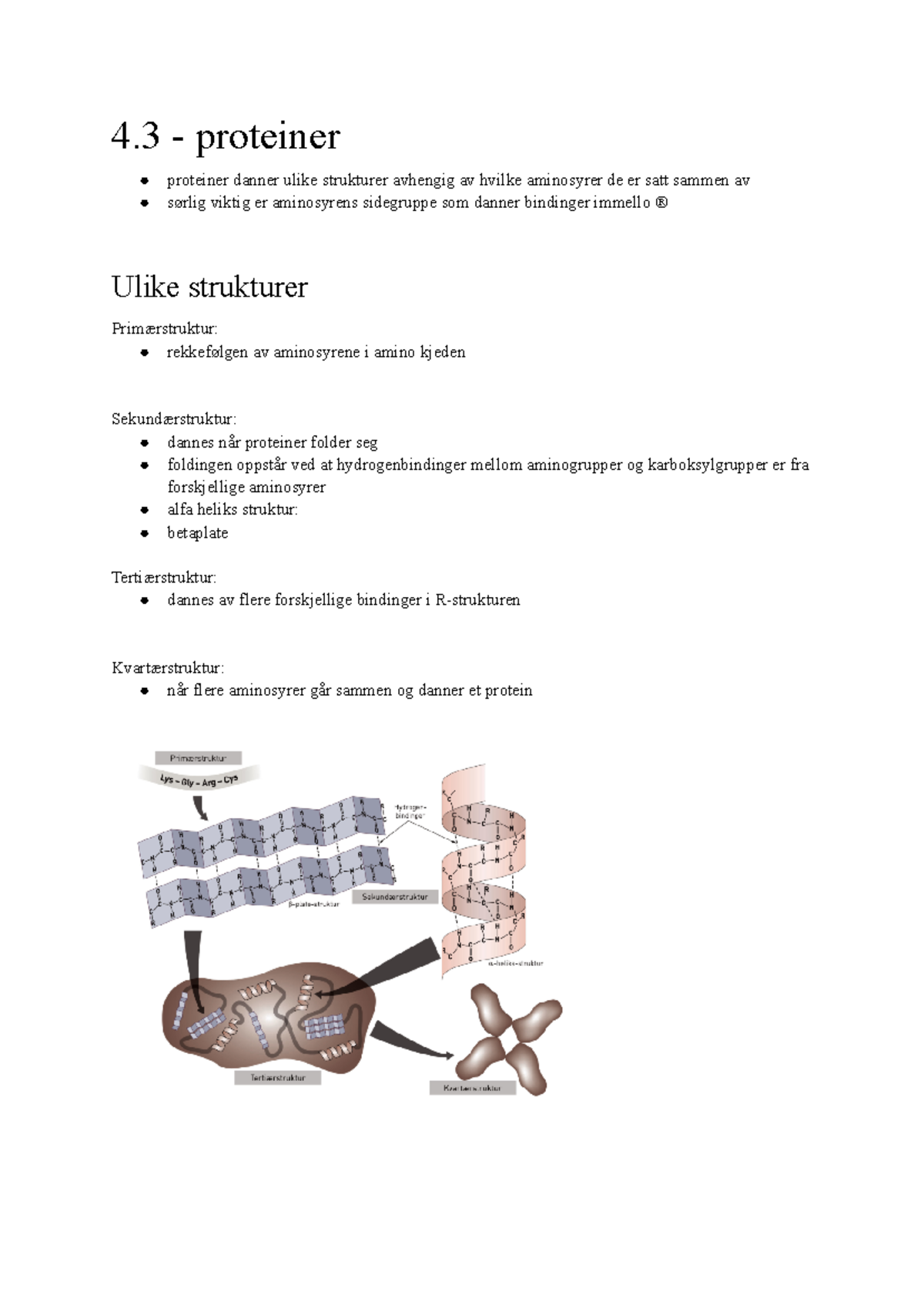Proteiner - oppsummering - 4 - proteiner proteiner danner ulike ...