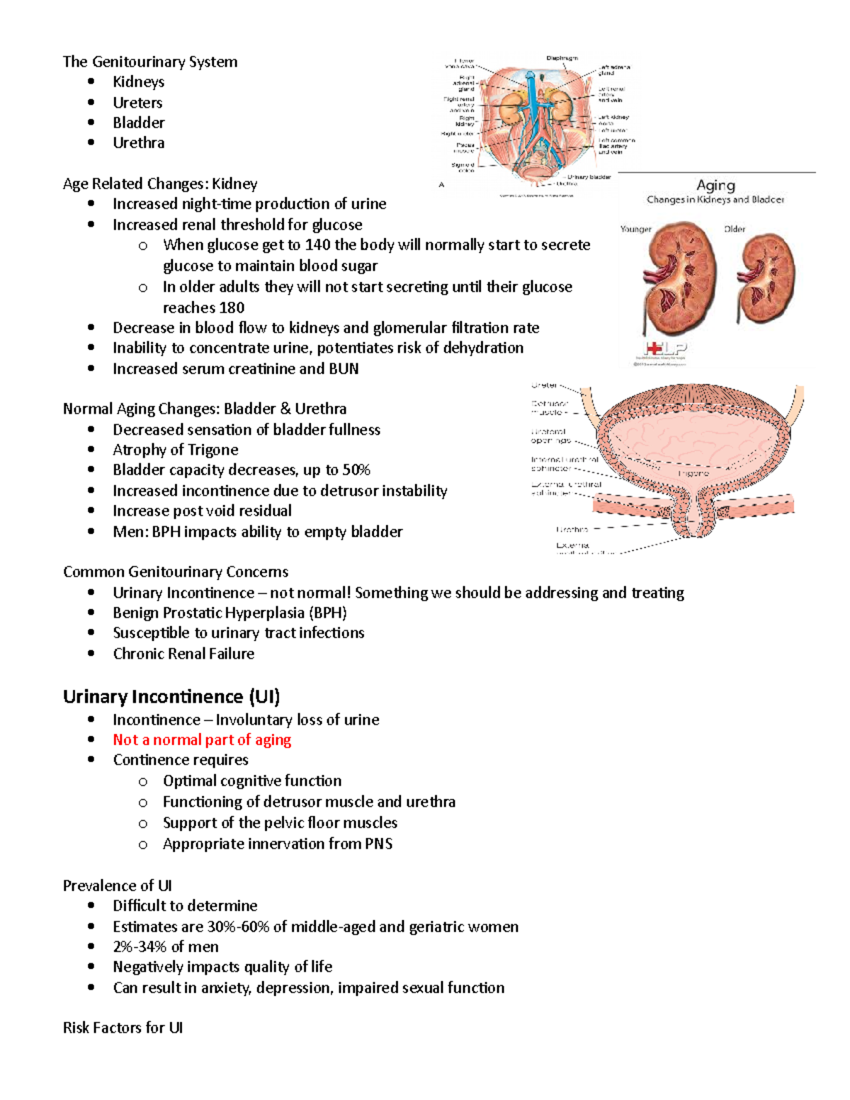 421 Genitourinary System The Genitourinary System Kidneys Ureters