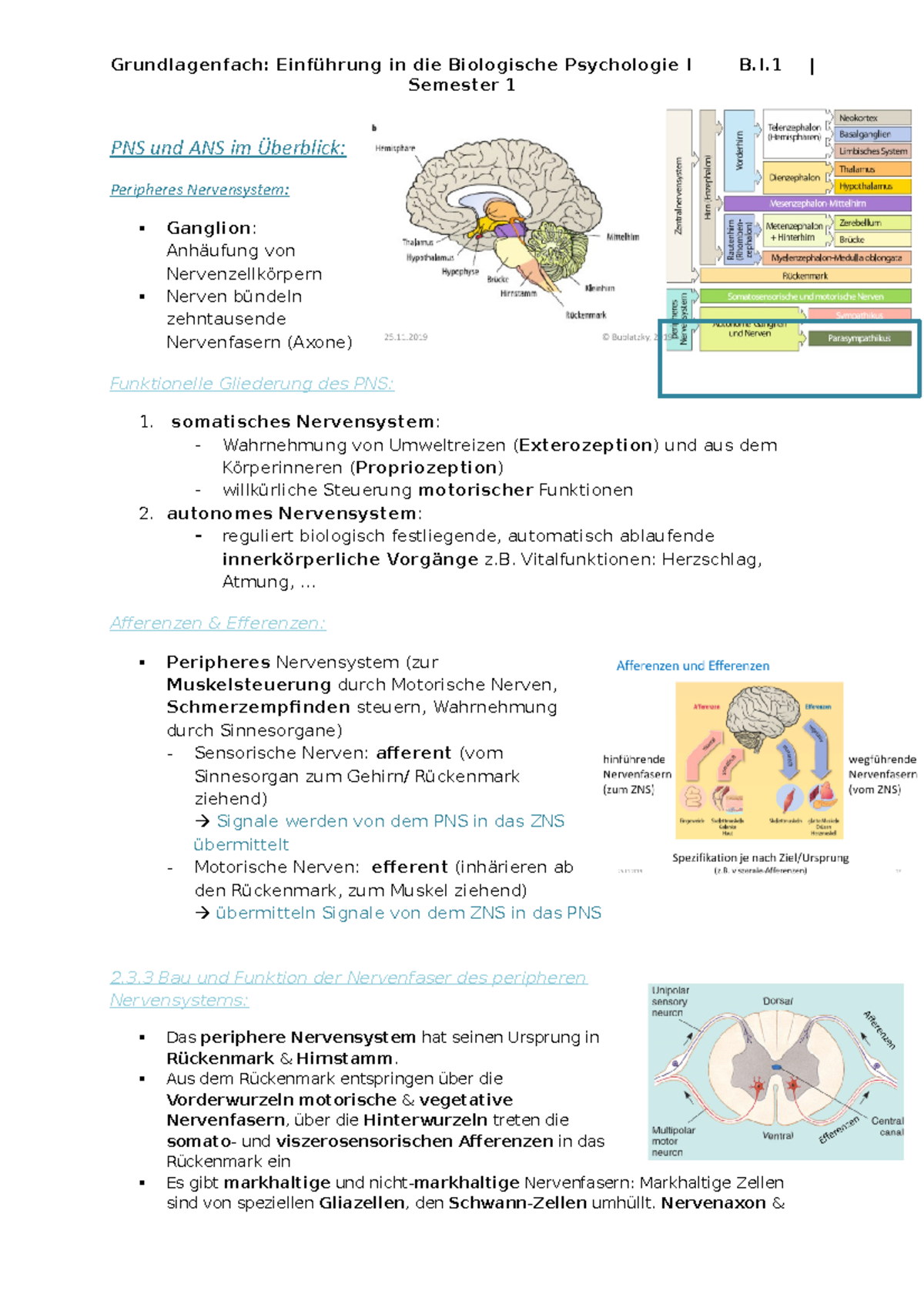 Zusammenfassung Biologische Psychologie 1 PNS Und ANS - Semester 1 PNS ...