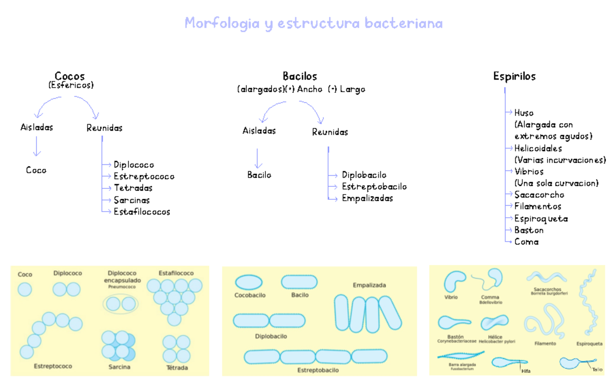 Resumen Lab Micro 2 Morfología Y Estructura Bacteriana - Cocos Bacilos ...