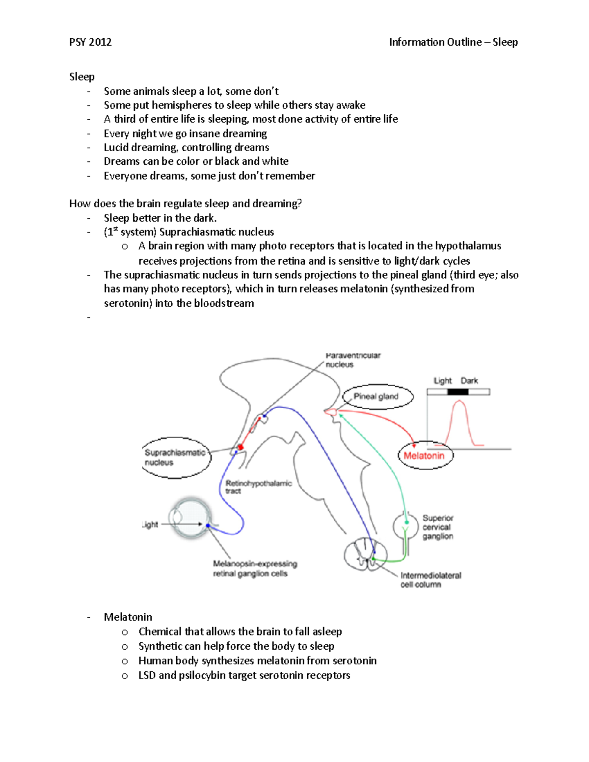 13 Information Outline – Sleep - Copy - Sleep - Some animals sleep a ...