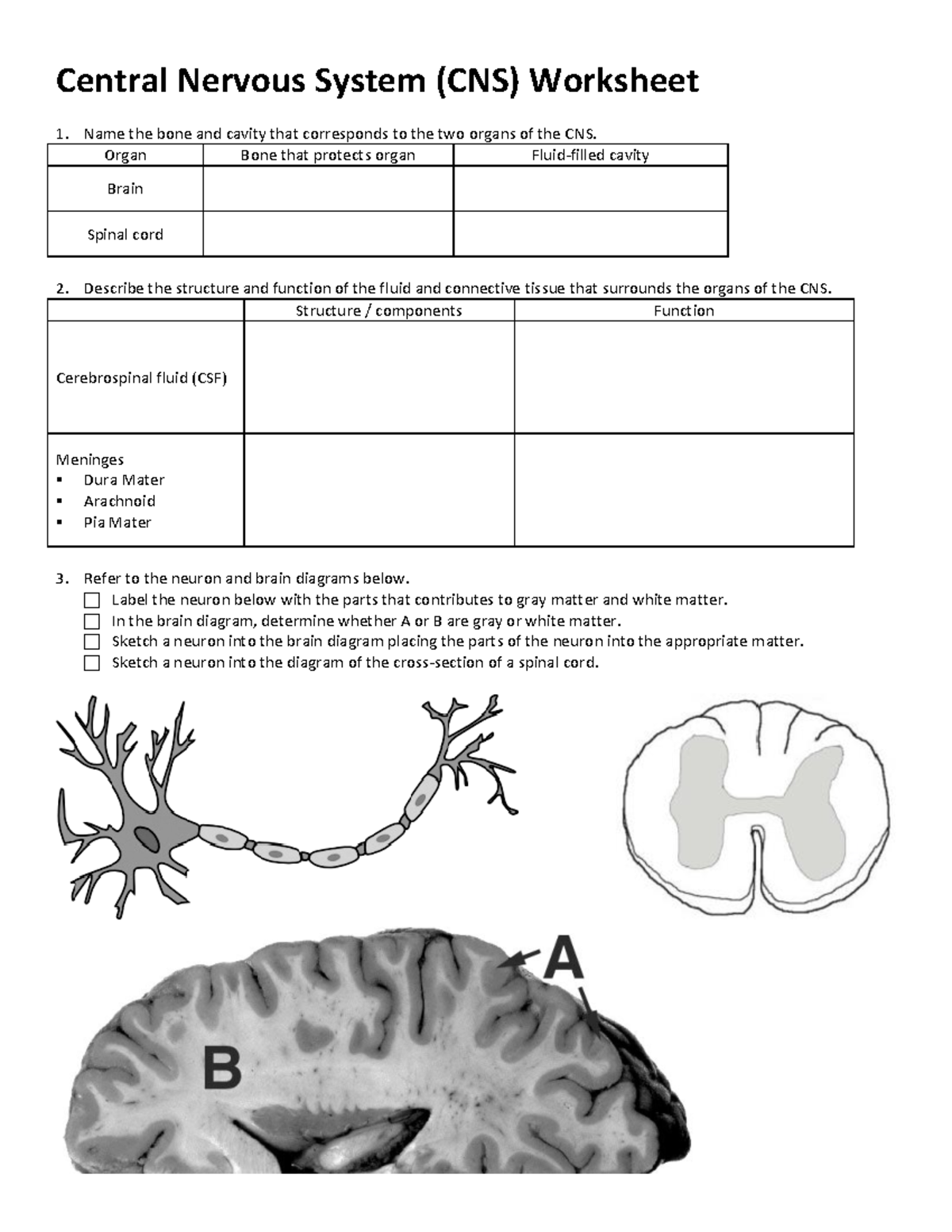 Central Nervous System Diagram Worksheet The Nervous System Worksheet Promotiontablecovers 