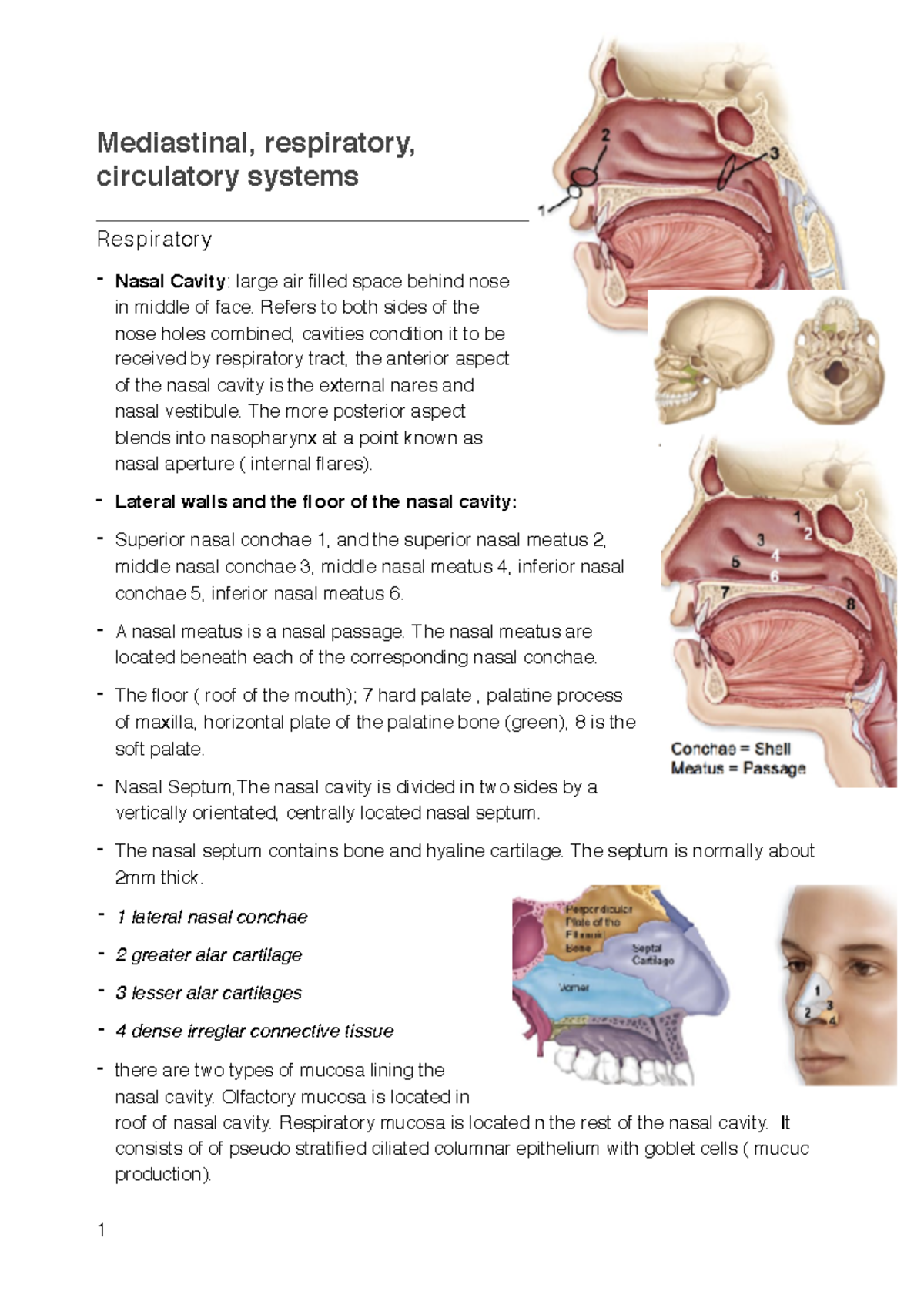 Mediastinal Respiratory Circulatory System Chi108 Studocu