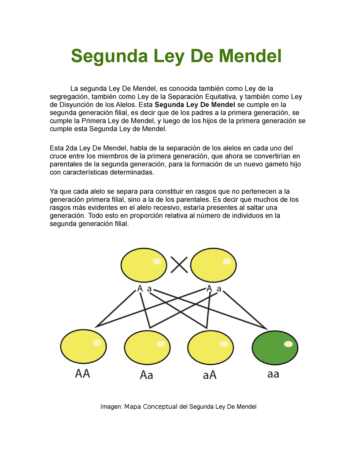 Segunda Ley De Mendel - Esta Segunda Ley De Mendel se cumple en la segunda  generación filial, es - Studocu