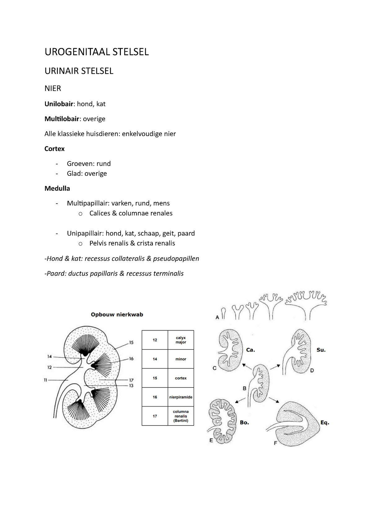 Samenvatting Urinair Vrouwelijk Genitaal Stelsel UROGENITAAL STELSEL URINAIR STELSEL NIER