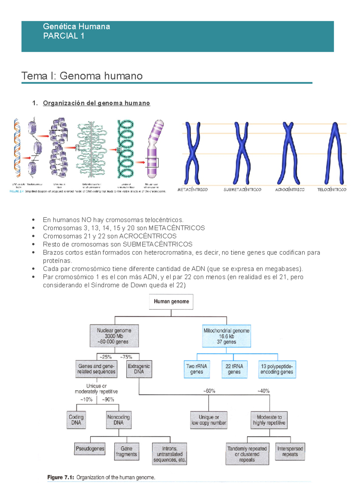 TEMA 1. Organización Genoma - Genética Humana PARCIAL 1 Tema I: Genoma ...