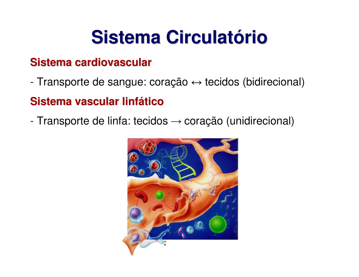 Aula Sistema Circulatorio - Sistema Circulat Sistema Circulat ó ó Rio ...