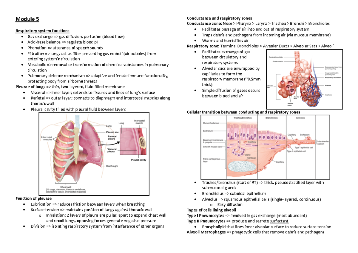 Module 5 and 6 pdf - Module 5 Respiratory system functions - Gas ...