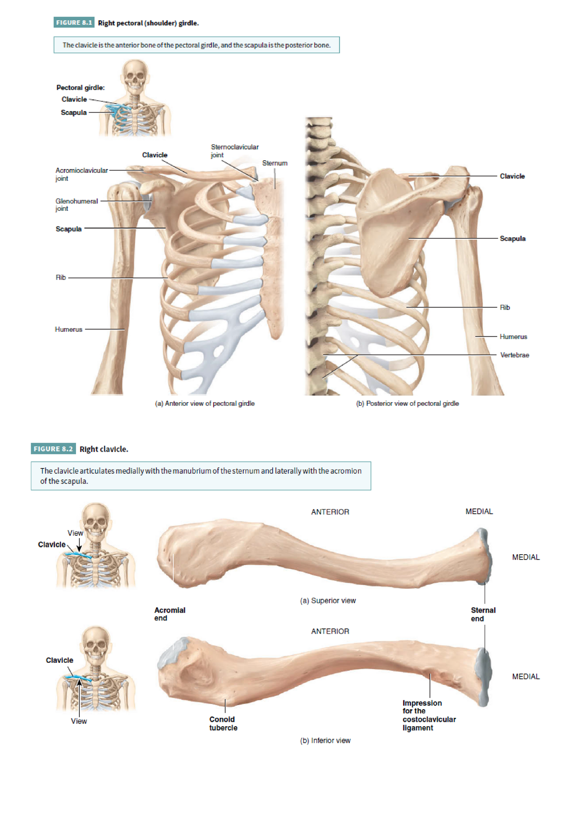 Appendicular Skeleton - Winch-Imam “Edmu'ﬁﬂnaltaimhumufﬂle mg ...