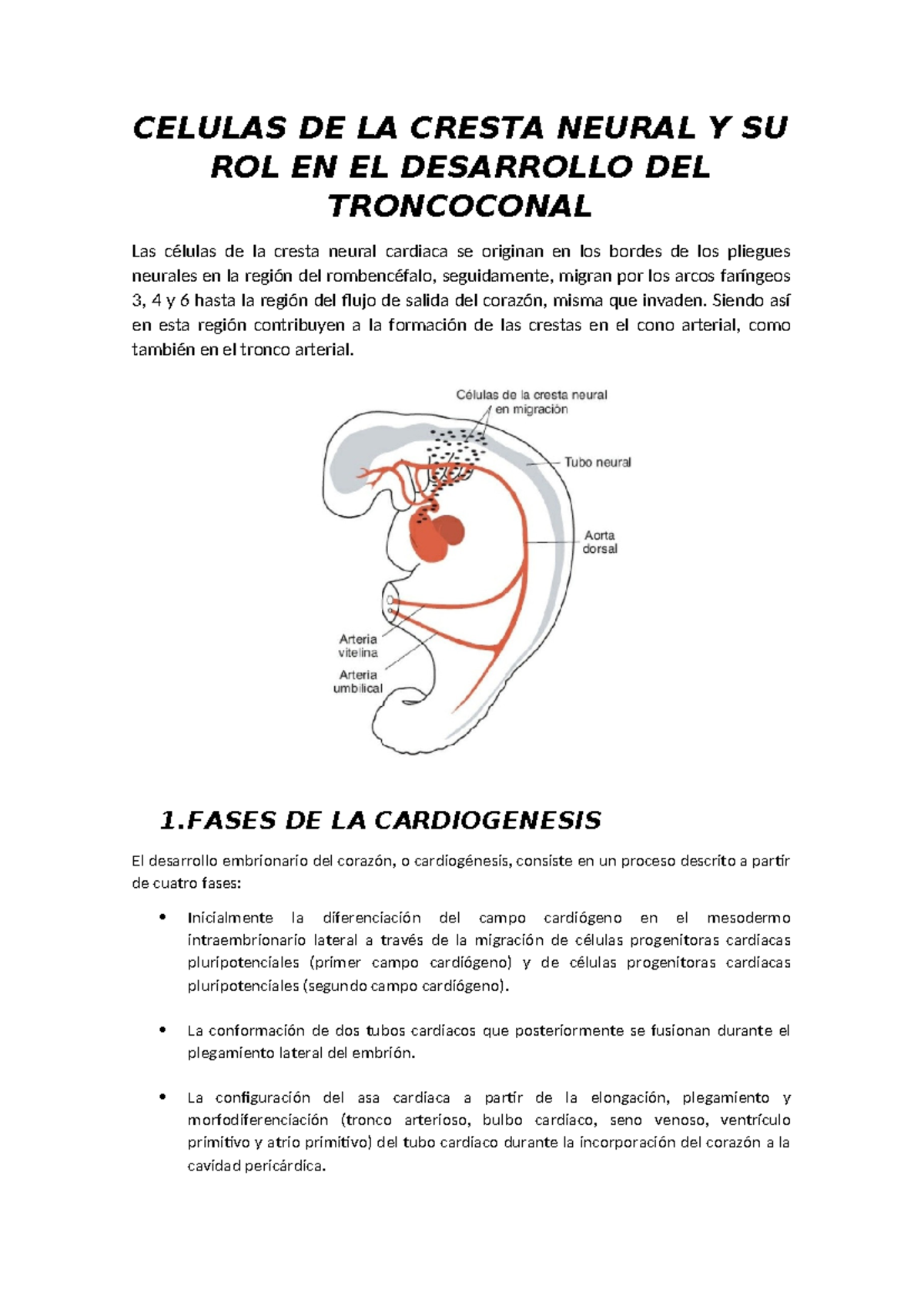 Celulas DE LA Cresta Neural Y SU ROL EN EL Desarrollo DEL Troncoconal ...