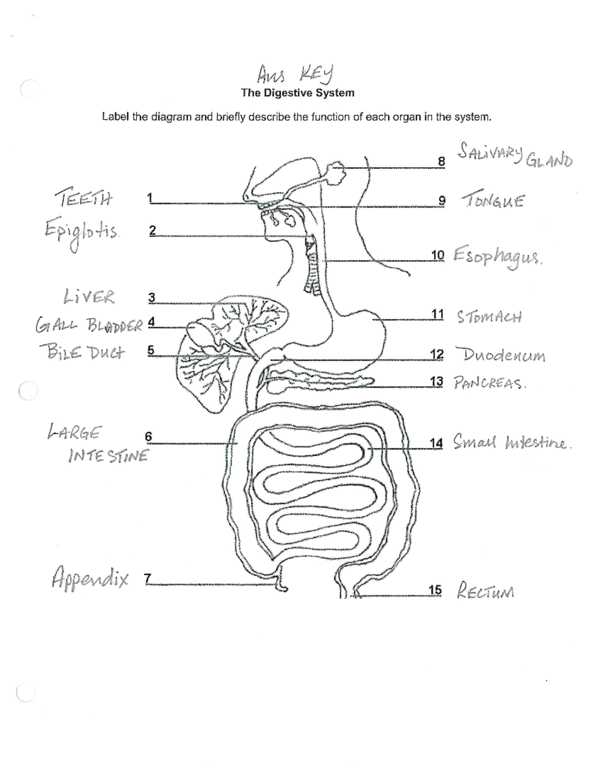 Organ systems Answer key. - Studocu