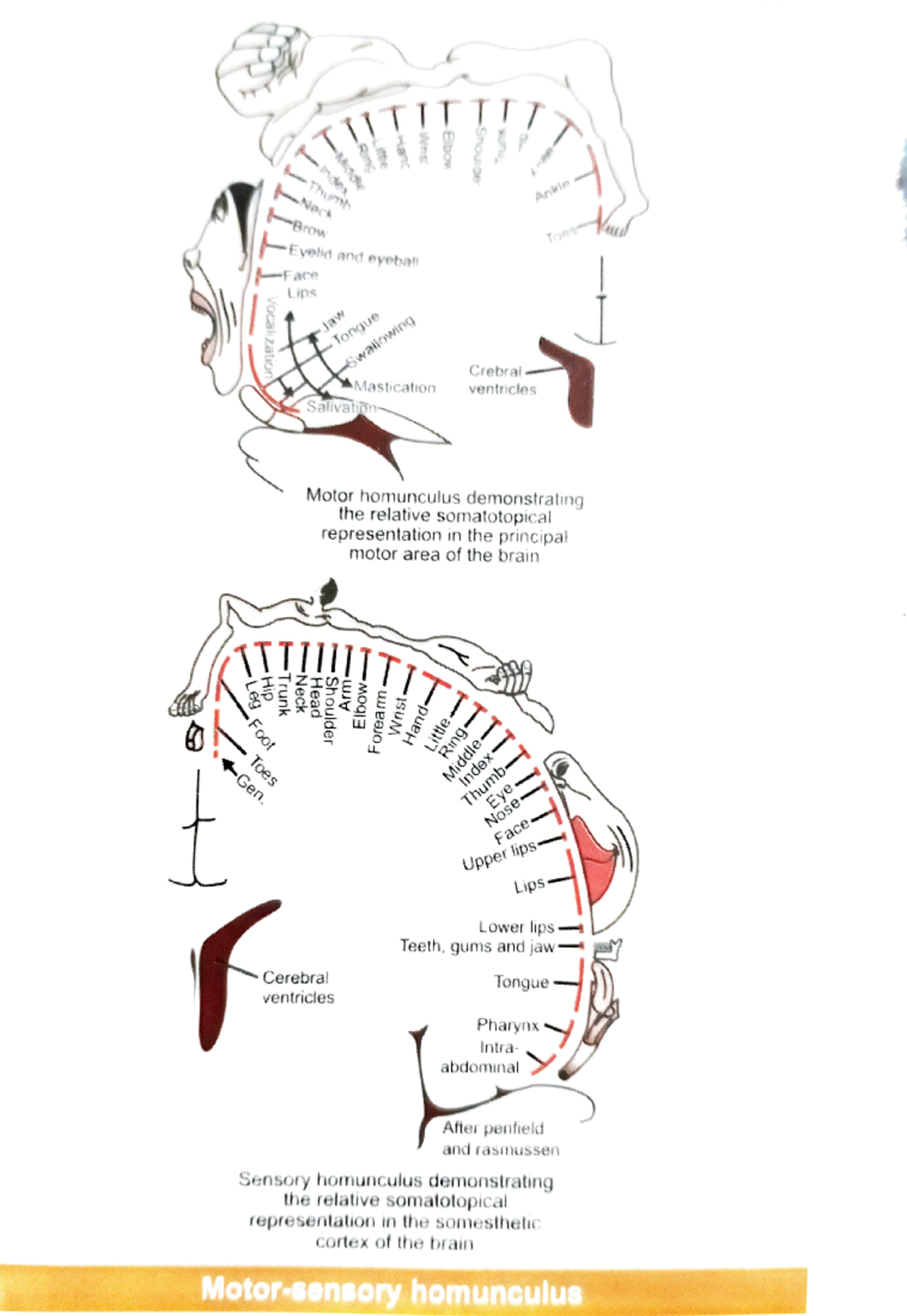 Basic structures of important organs in our body -Gen. es Brow Irunk ...