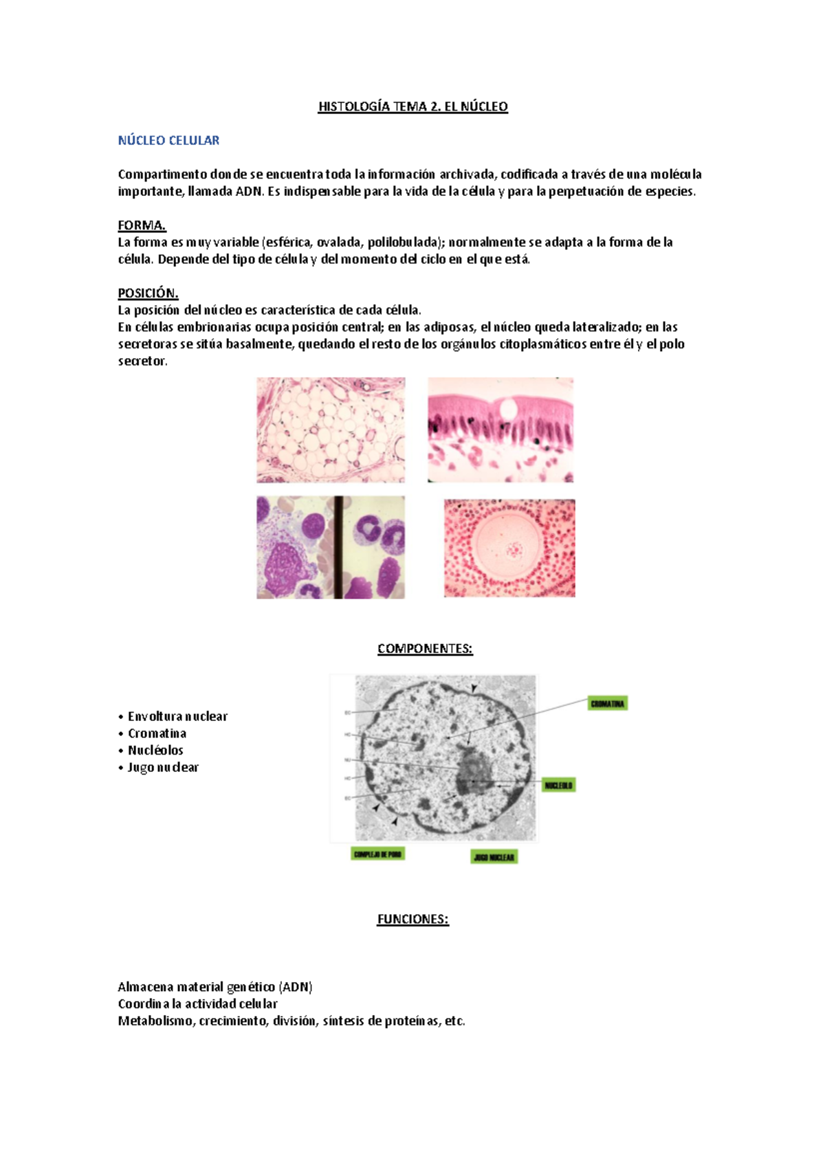 Histología TEMA 2 Núcleo - HISTOLOG Í A TEMA 2. EL NÚCLEO NÚCLEO ...