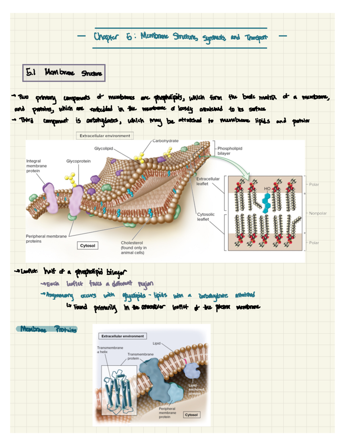 Chapter 5 Active Reading Guide Membrane Transport And Cell Signaling