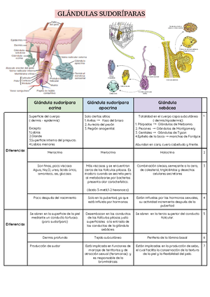 glándulas sudoríparas apocrinas