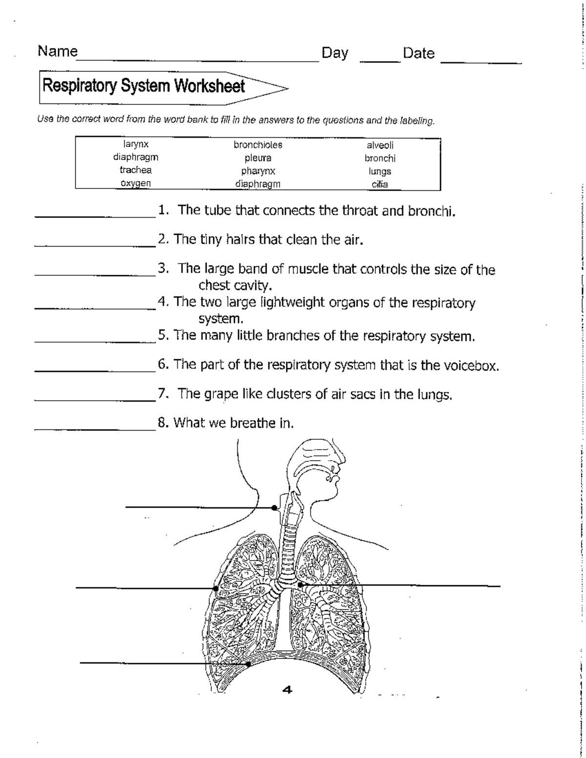 Respiratory System Activity - Studocu