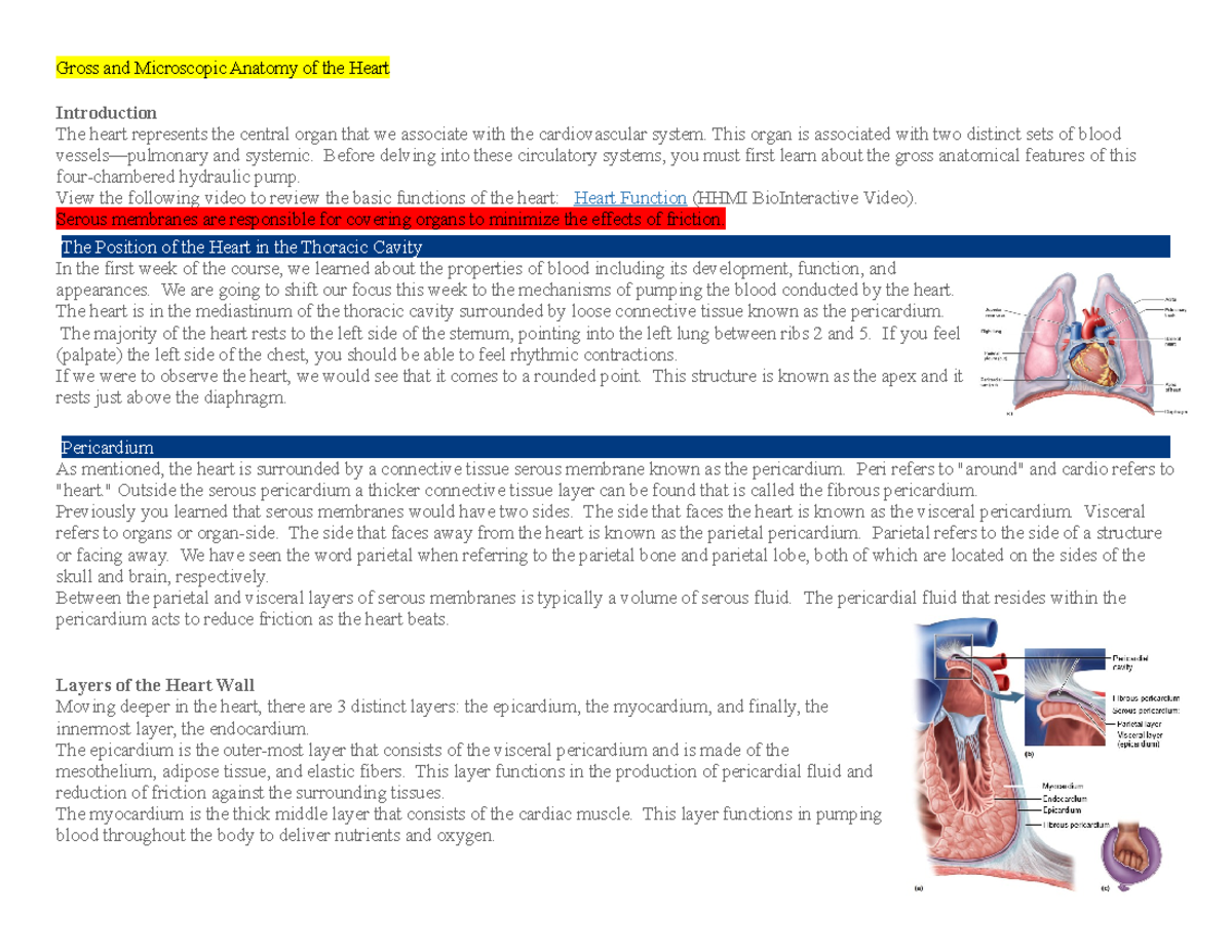 Week 2 Concepts - Edapt - Gross and Microscopic Anatomy of the Heart ...