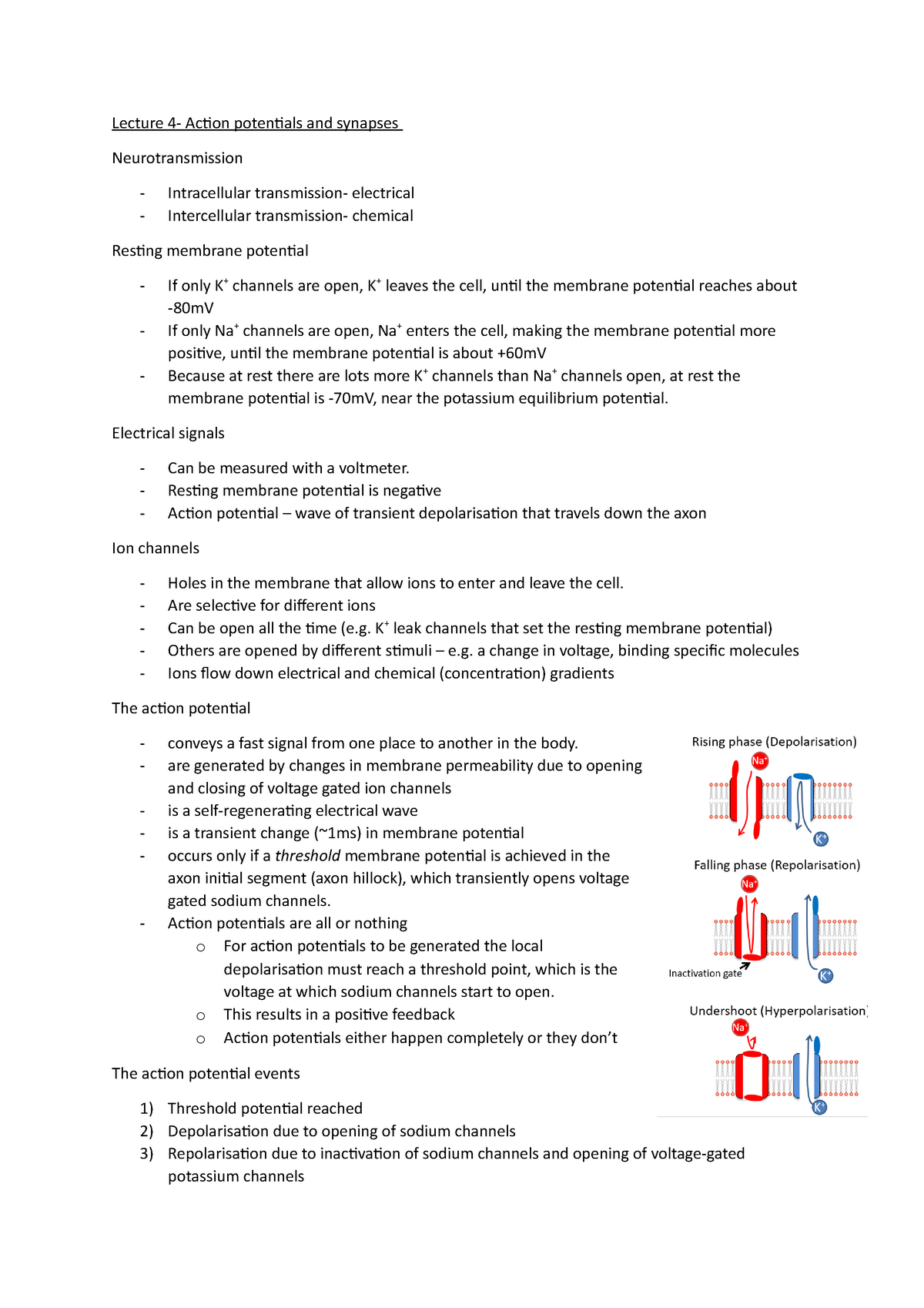 Lecture 4 Action Potentials And Synapses Lecture 4 Action