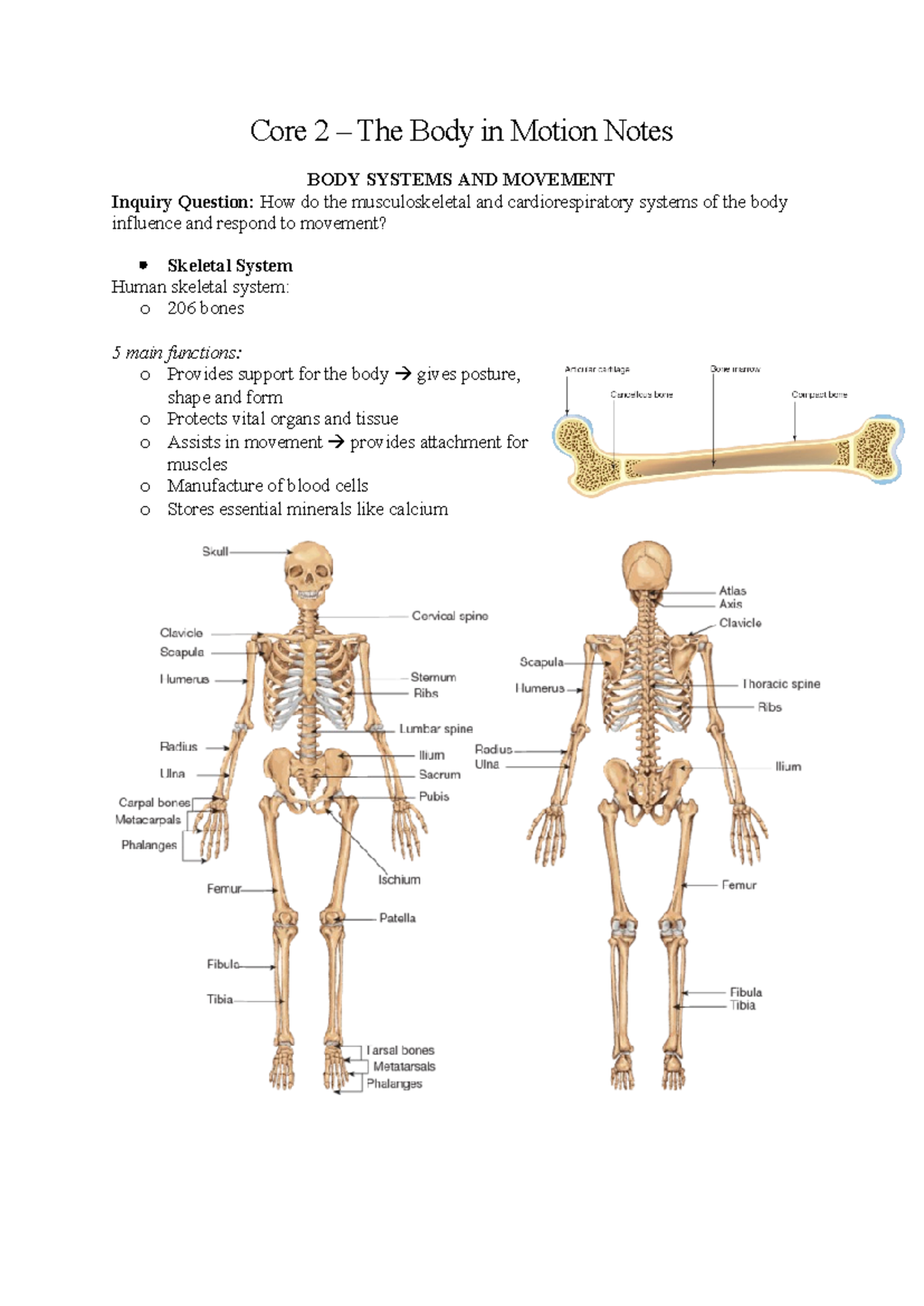 CQ 1 notes - study material - Core 2 – The Body in Motion Notes BODY ...