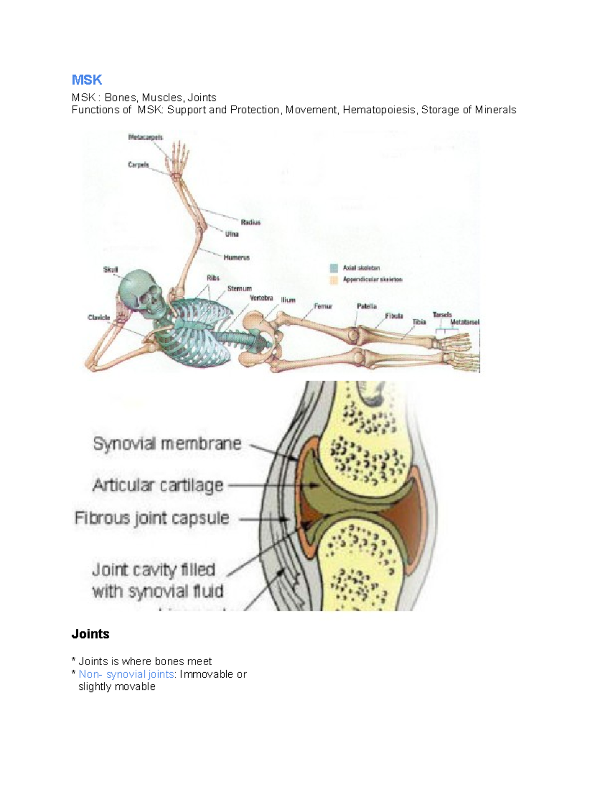 MSK - hujygftgrcbvnbhhhhhhhhhhhhhhhhh - MSK MSK : Bones, Muscles ...