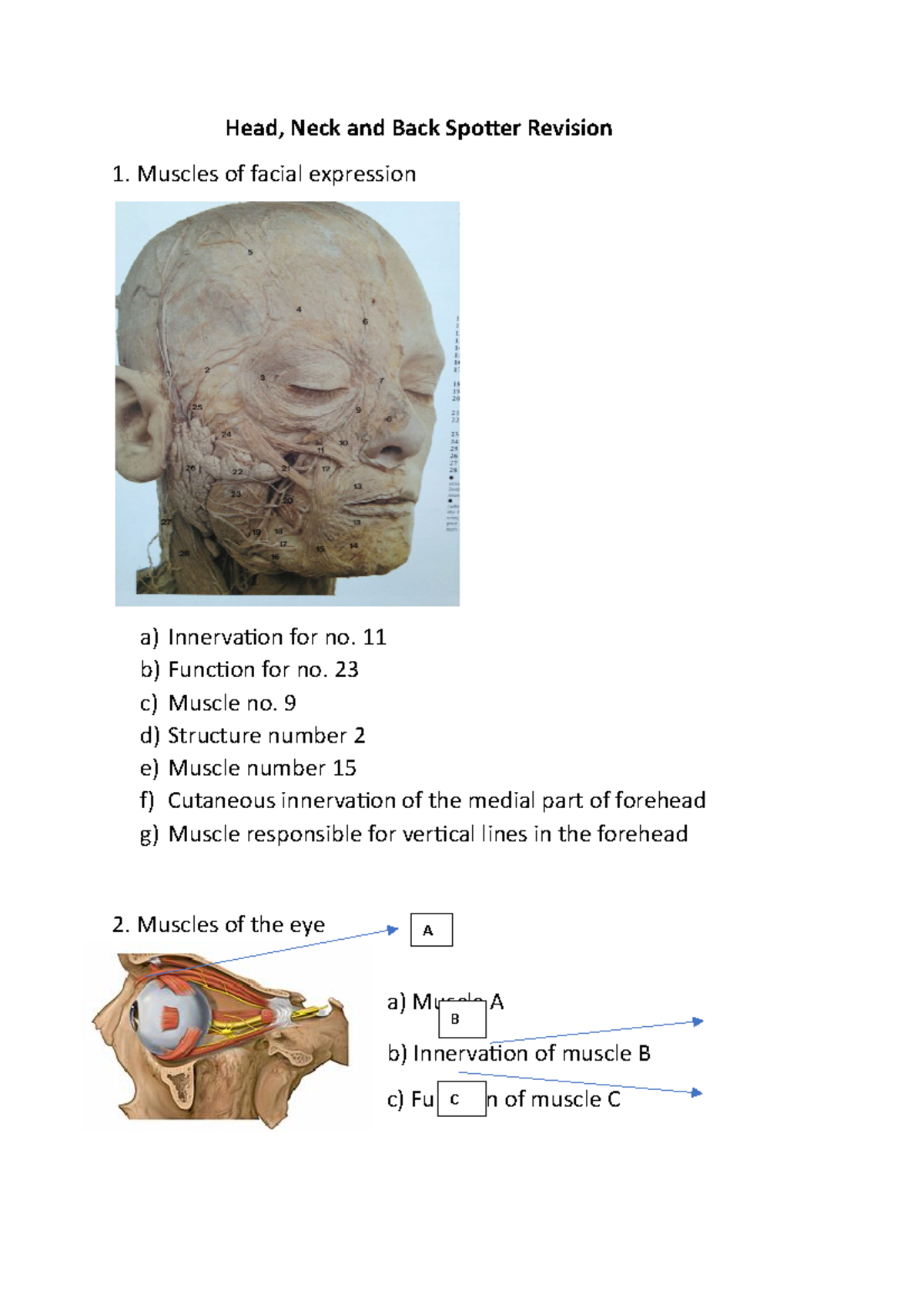 Spotter revision Head, Neck and Back Spotter Revision Muscles of
