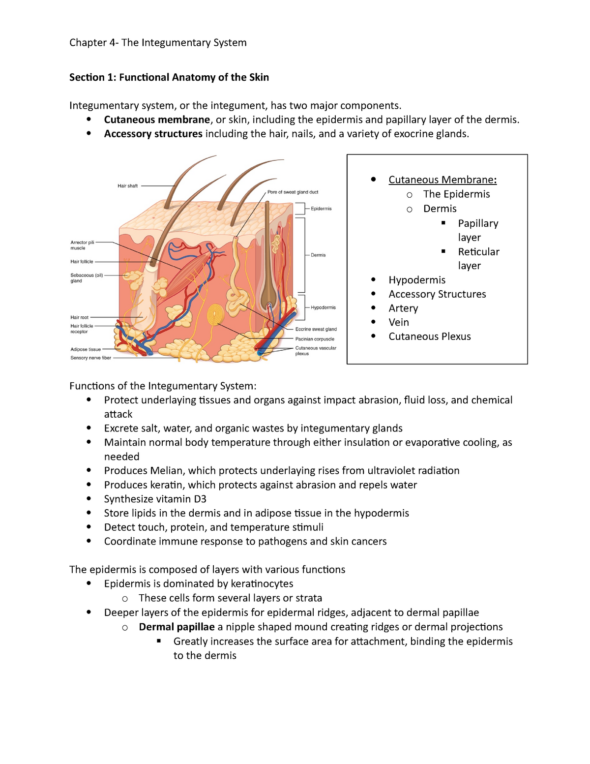 Chapter 22- The Integumentary System - Section 22: Functional Within Integumentary System Worksheet Answers