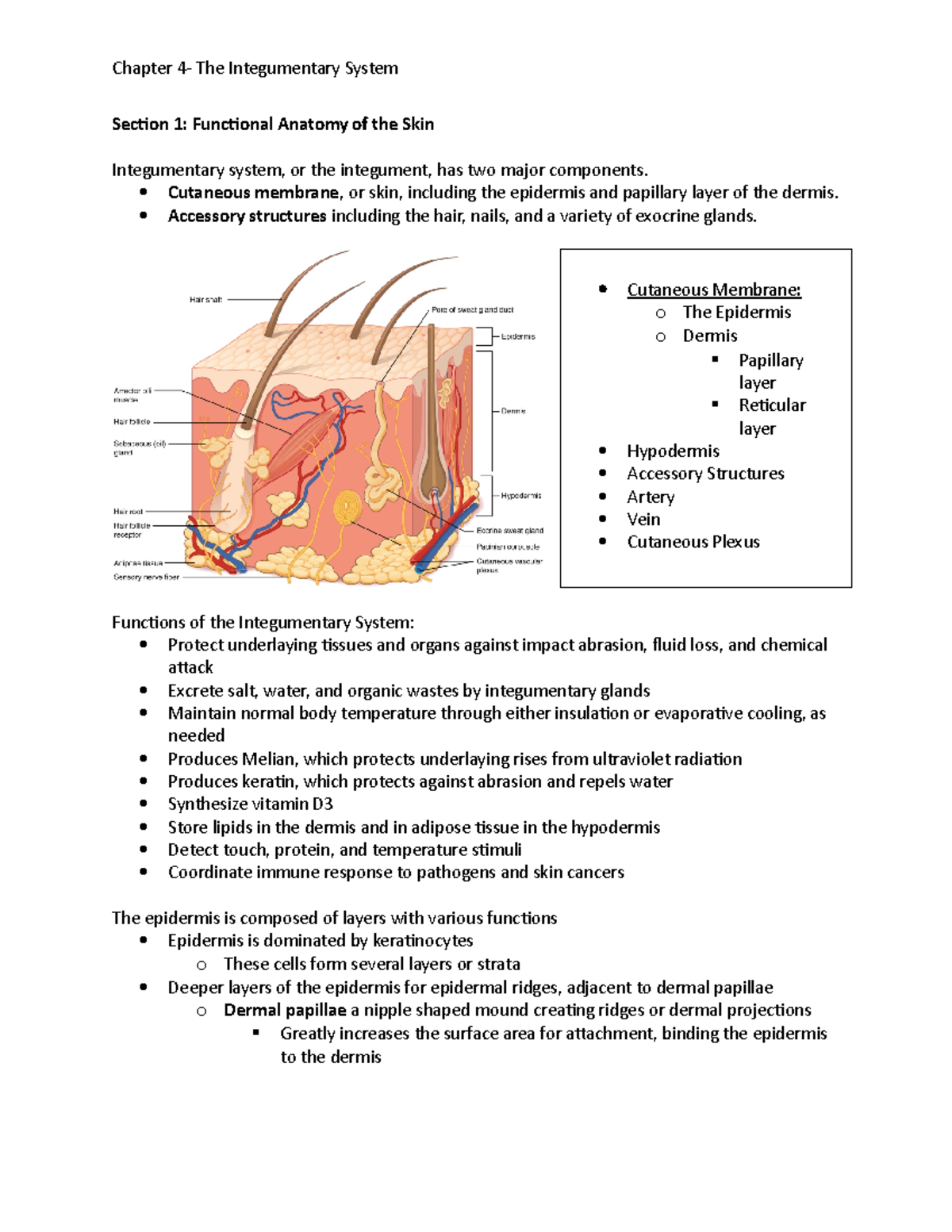 Chapter 4- The Integumentary System - Section 1: Functional Anatomy of the Skin  Integumentary - Studocu
