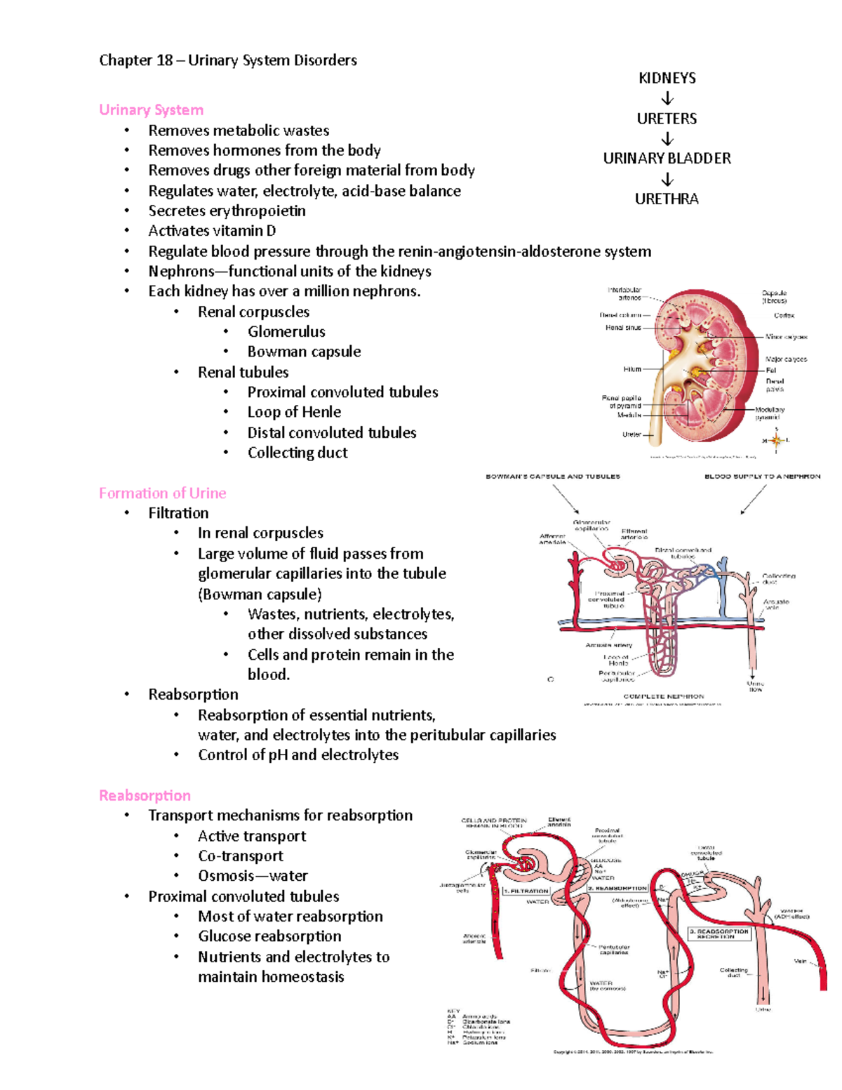 chapter-18-urinary-system-urinary-system-removes-metabolic-wastes