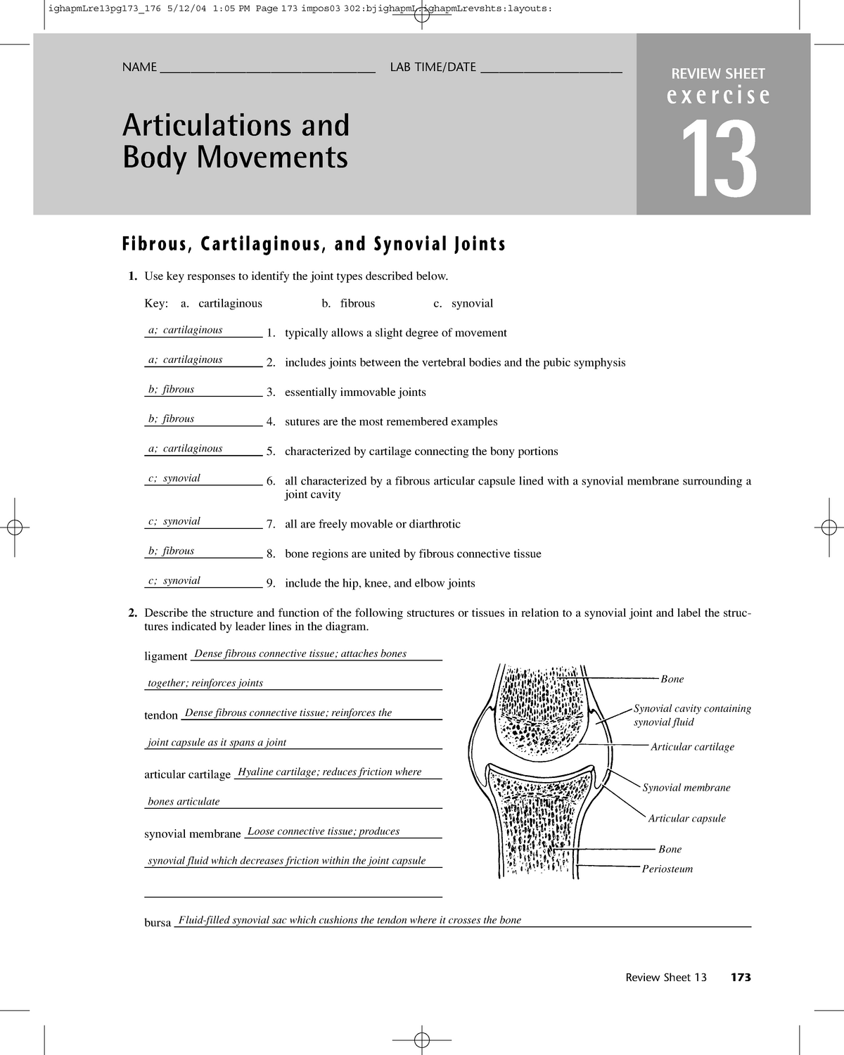 Joints Description REVIEW SHEET Exercise 13 Articulations And Body 