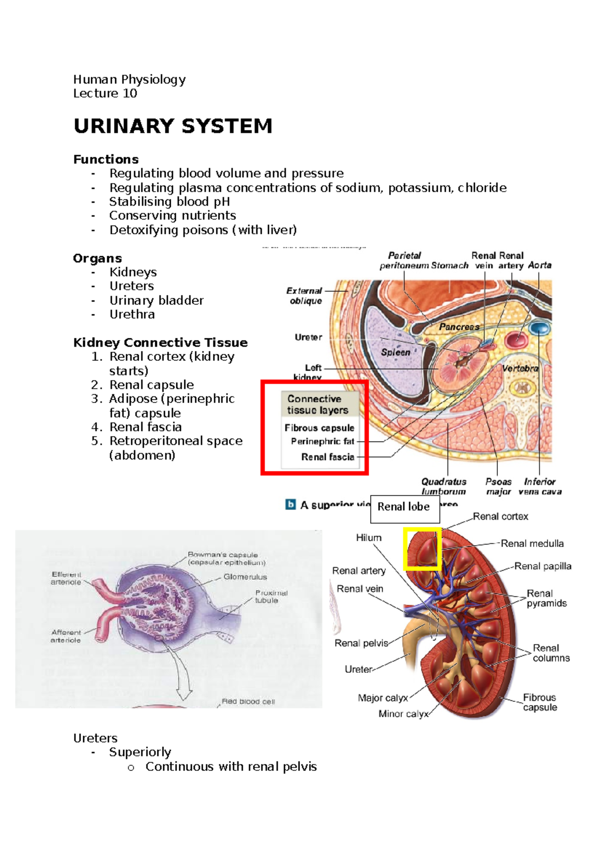 10 - Human Physiology - Lecturer: Ghazala Year 1 Biomedical Sciences 