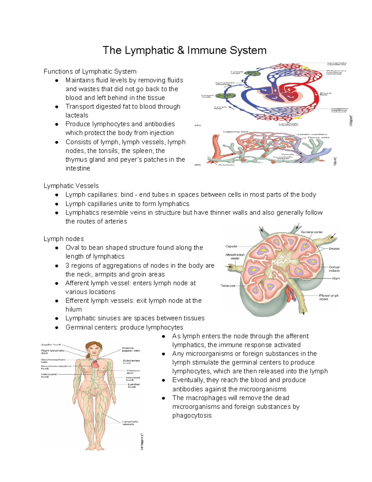 Chapter 16 - The Lymphatic & Immune System Functions Of Lymphatic ...