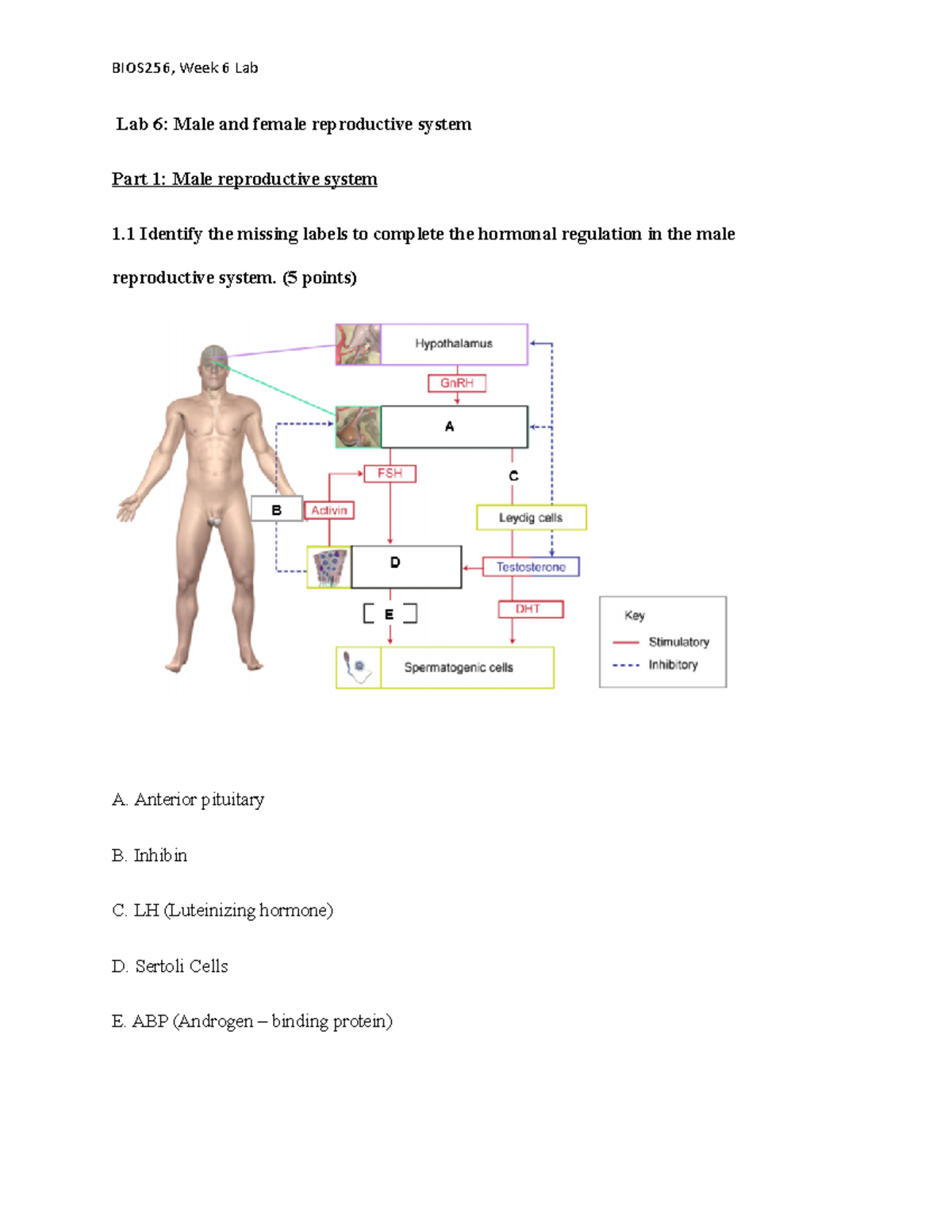 BIOS256 Labs Week 6 - Lab Work - Lab 6: Male And Female Reproductive ...